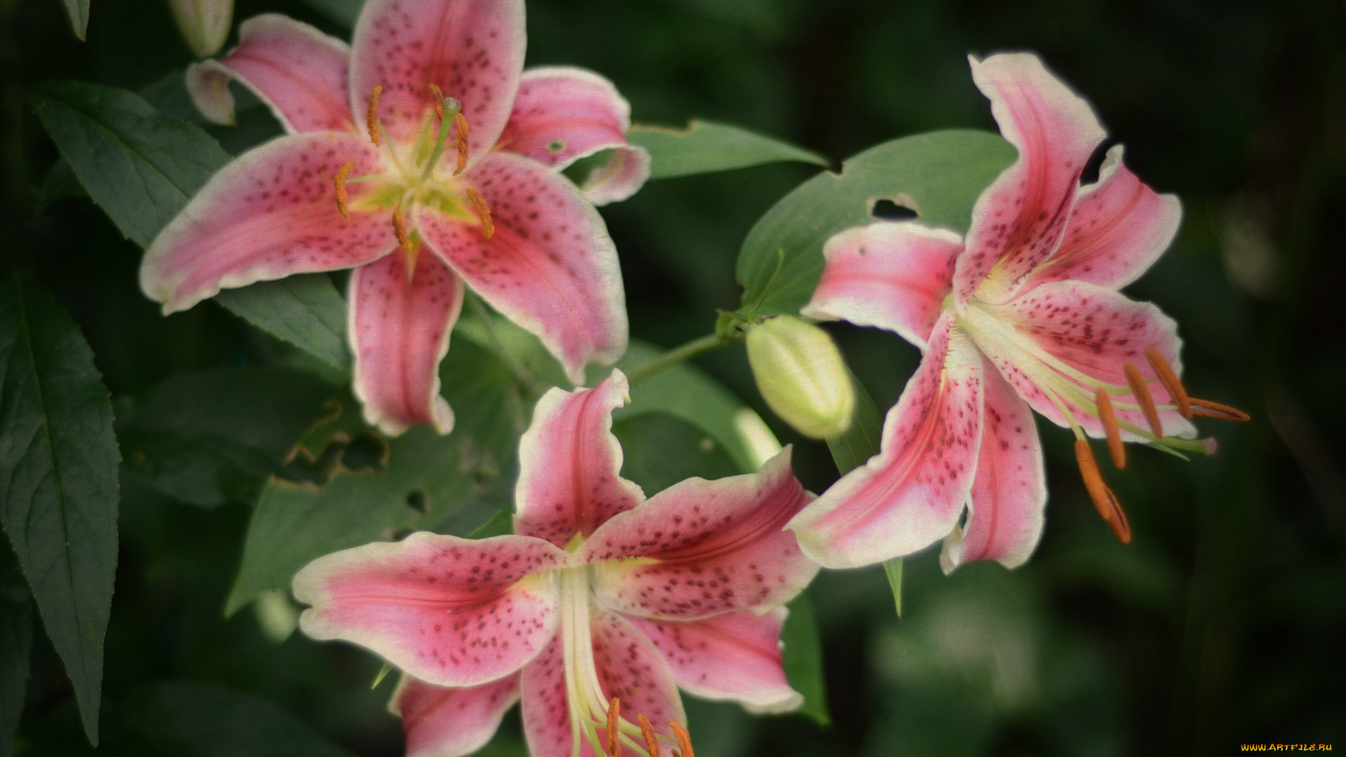 цветы, лилии, , лилейники, petals, цветение, bloom, lily, лепестки