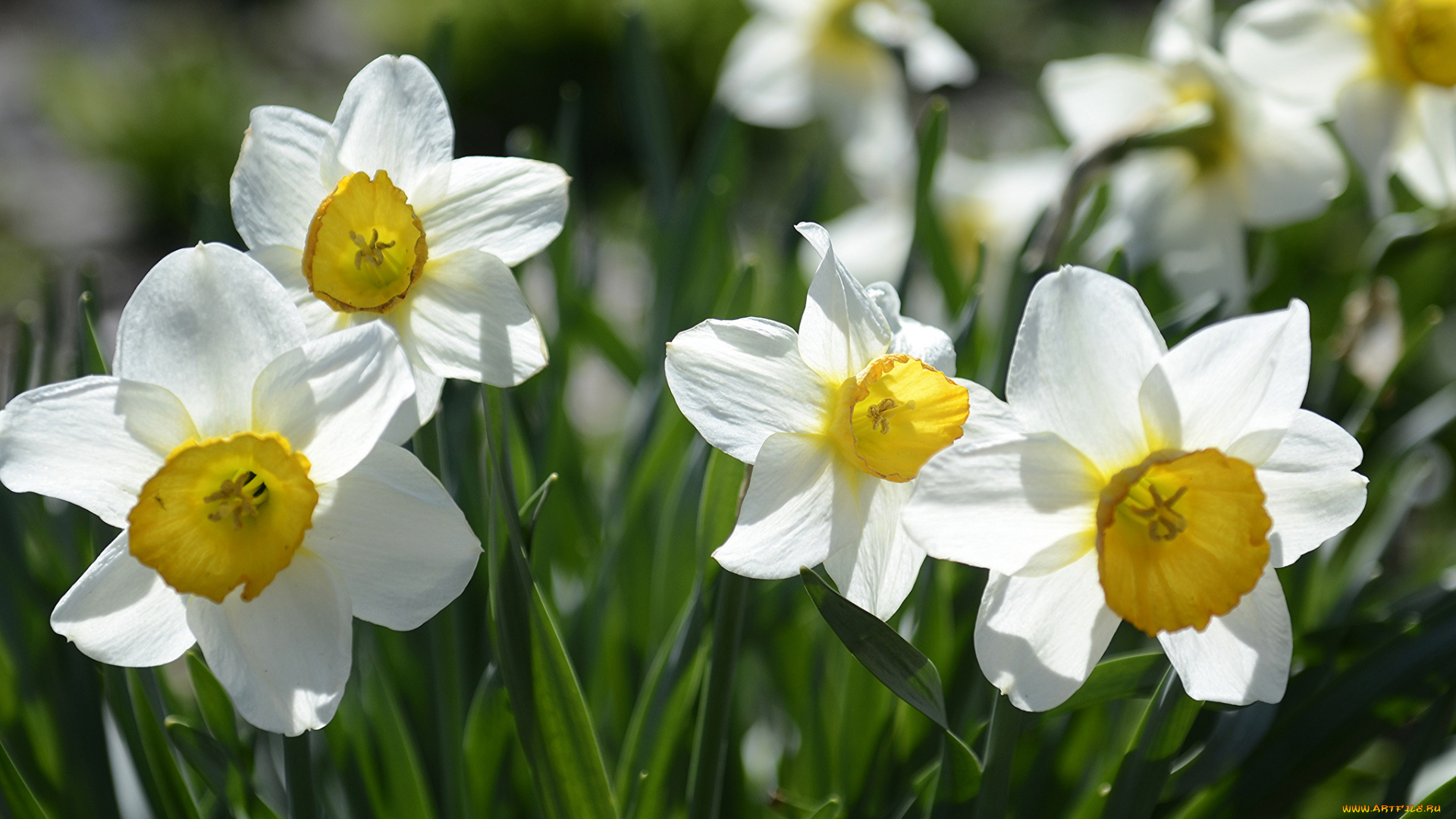 цветы, нарциссы, лепестки, желтые