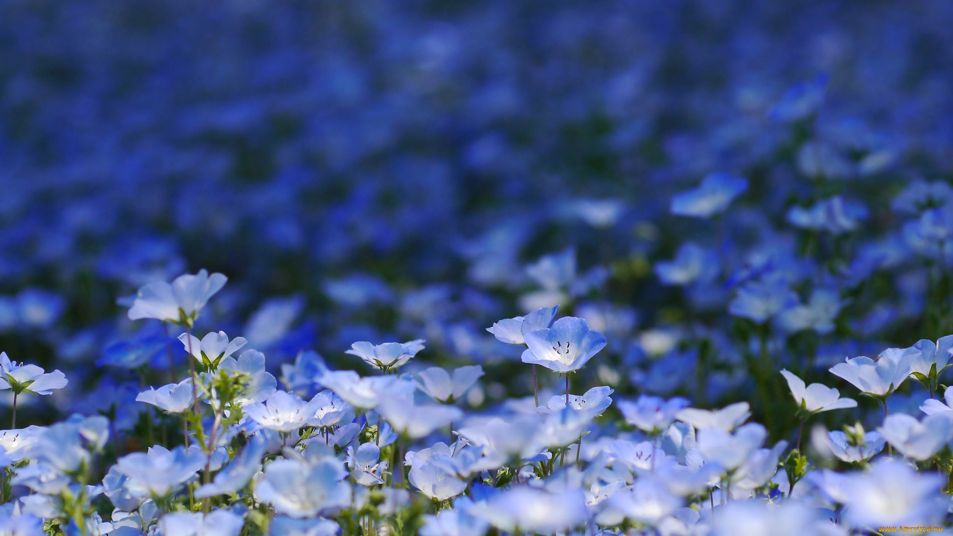 цветы, немофилы, , вероники, вероника, голубая, цветение, листья, вероники, лепестки