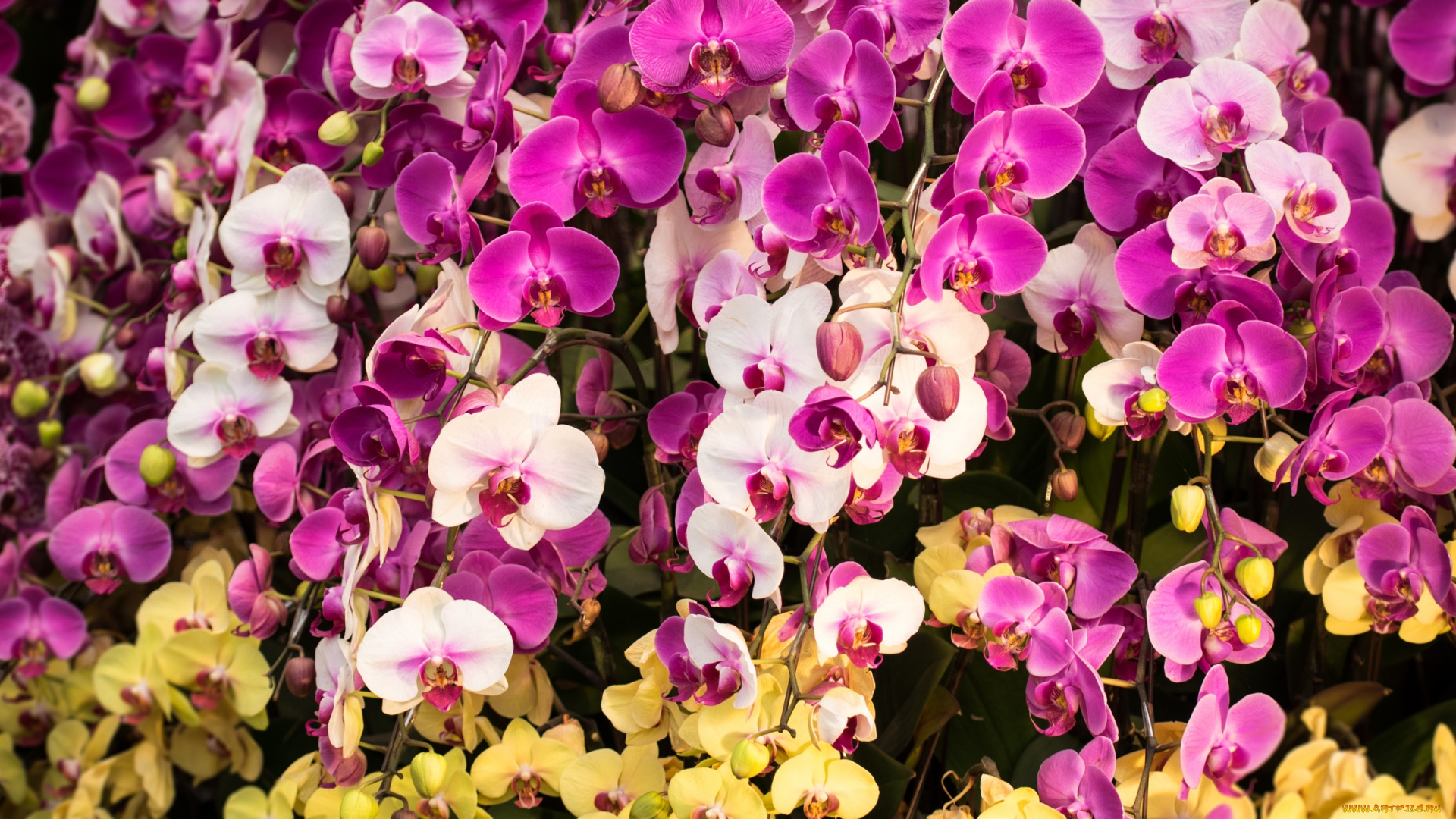 цветы, орхидеи, flowers, flowering, orchids, цветение