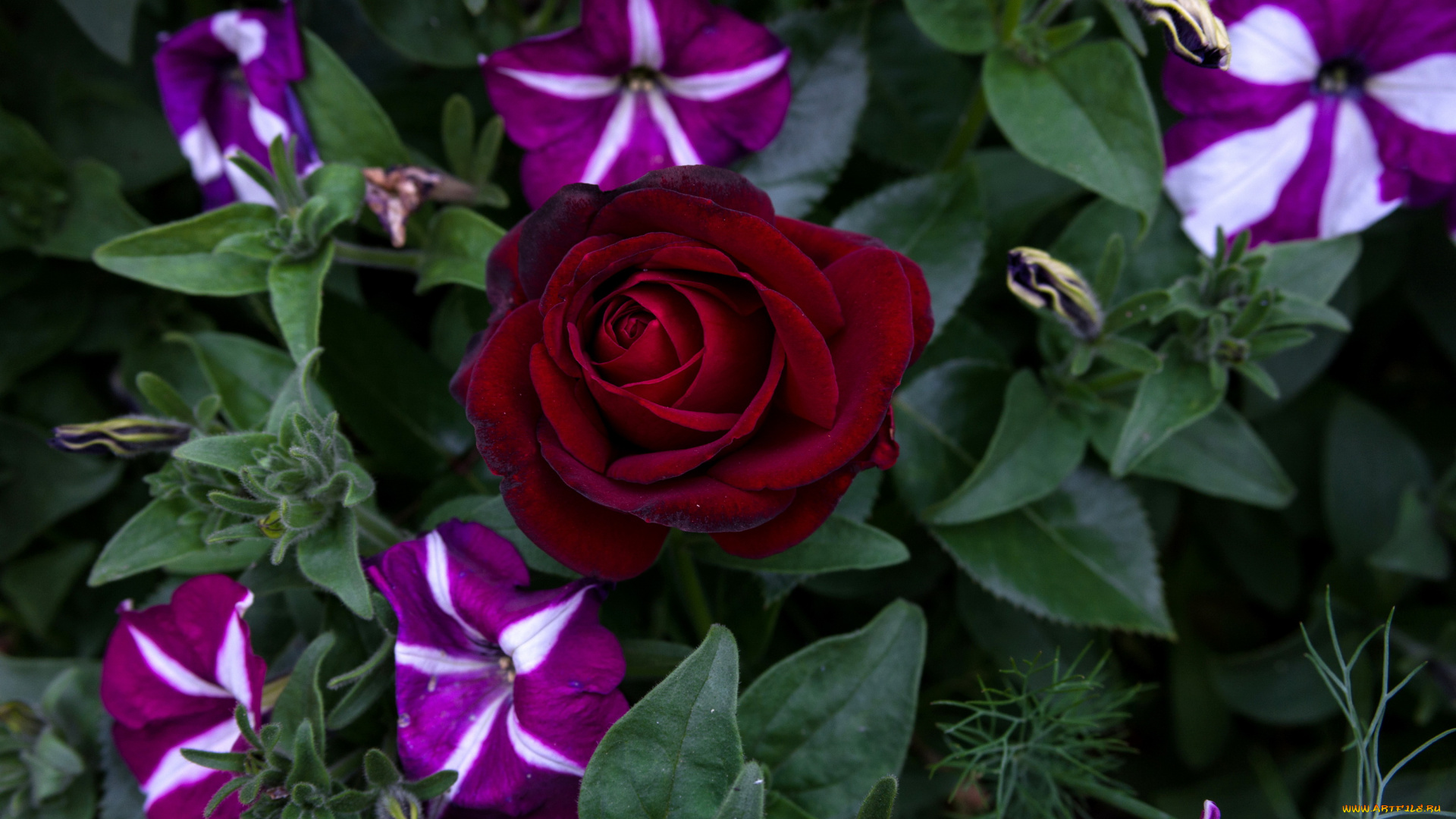 цветы, разные, вместе, петунья, роза