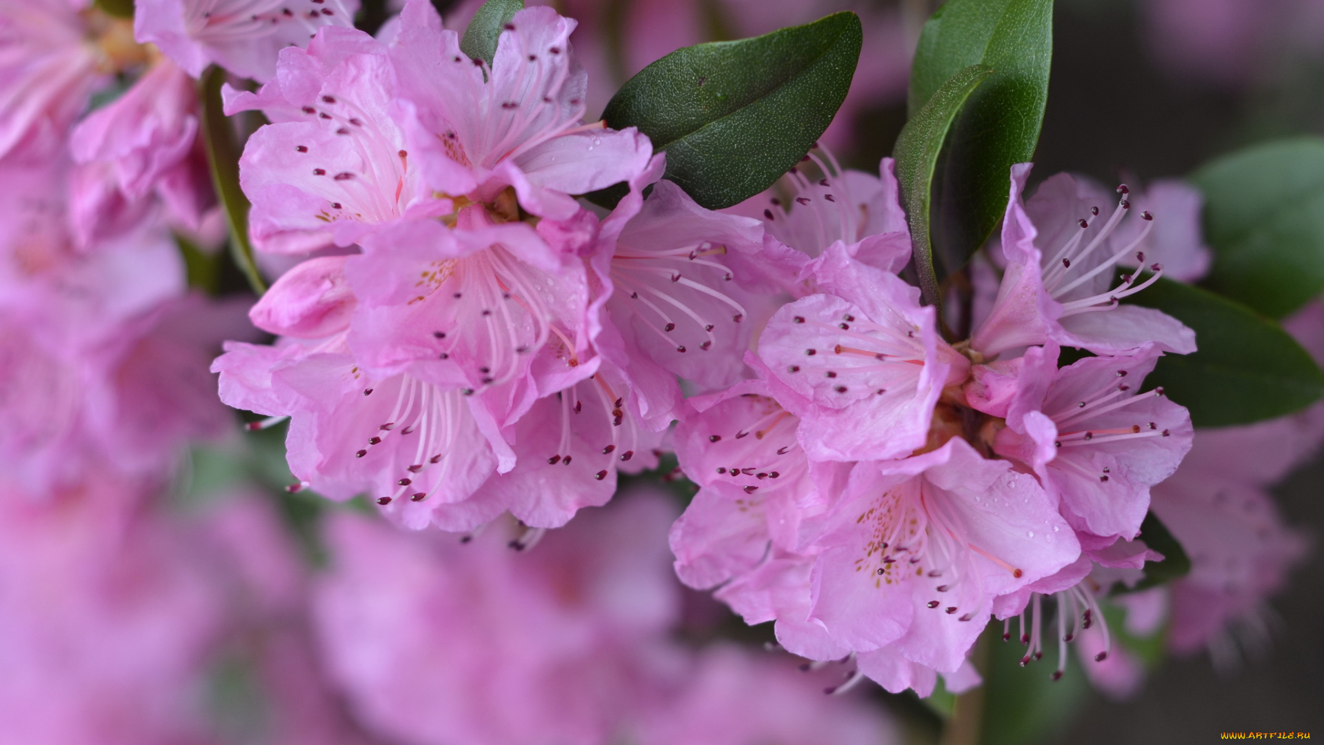 цветы, рододендроны, , азалии, цветение, розовая, листья, азалия, цветки, лепестки