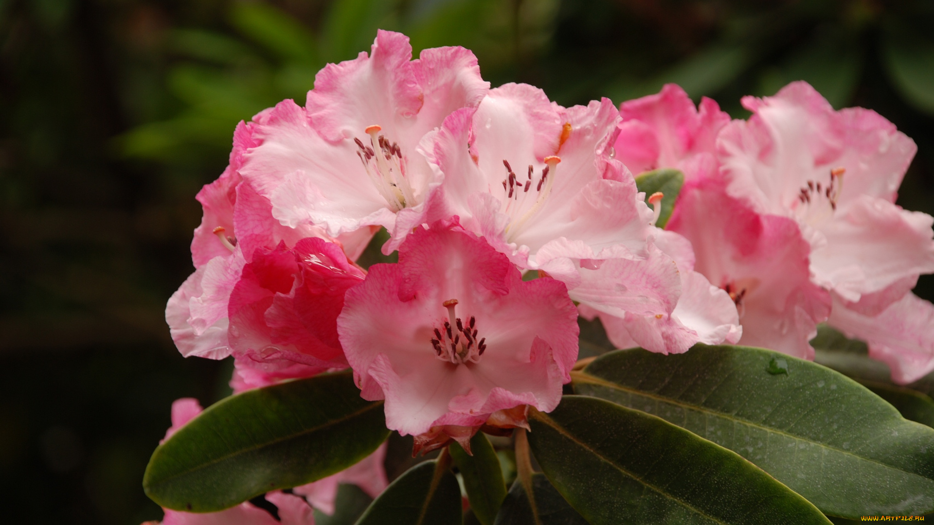 цветы, рододендроны, , азалии, цветки, лепестки, цветение, розовая, азалия, капли