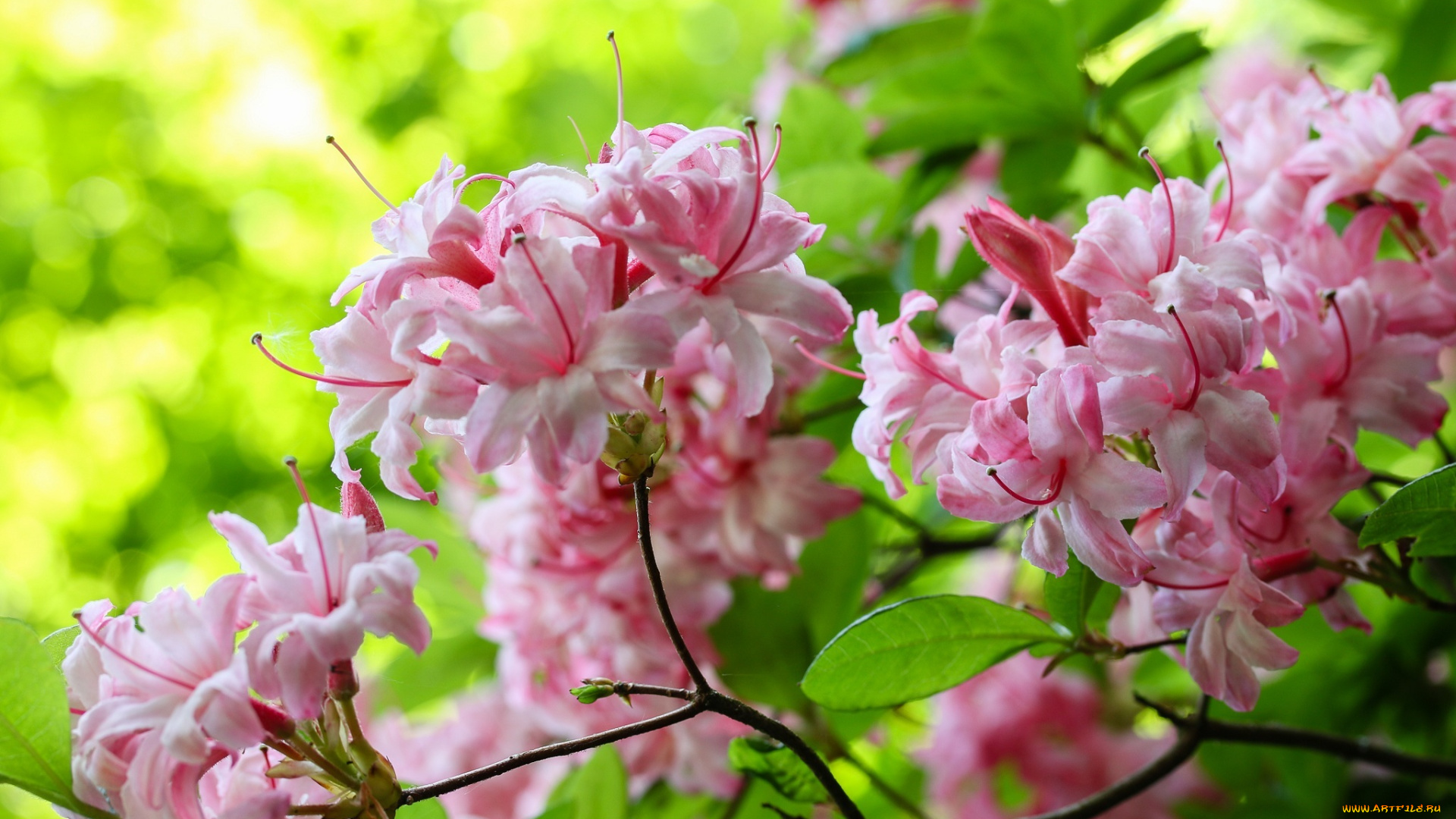 цветы, рододендроны, , азалии, розовый, ветка