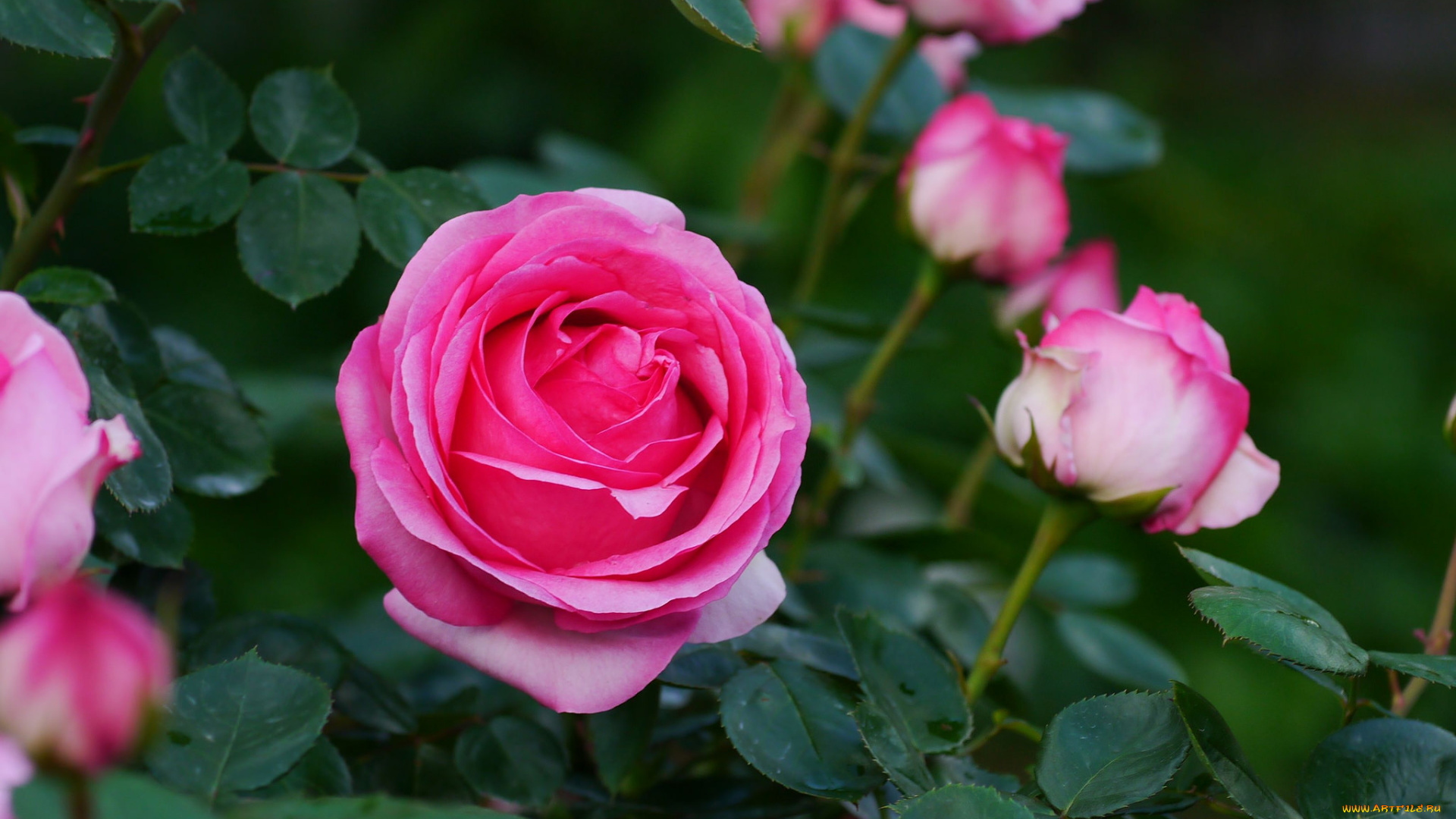 цветы, розы, бутон, роза, leaves, blossoms, bud, rose, petals, лепестки, листья, цветение