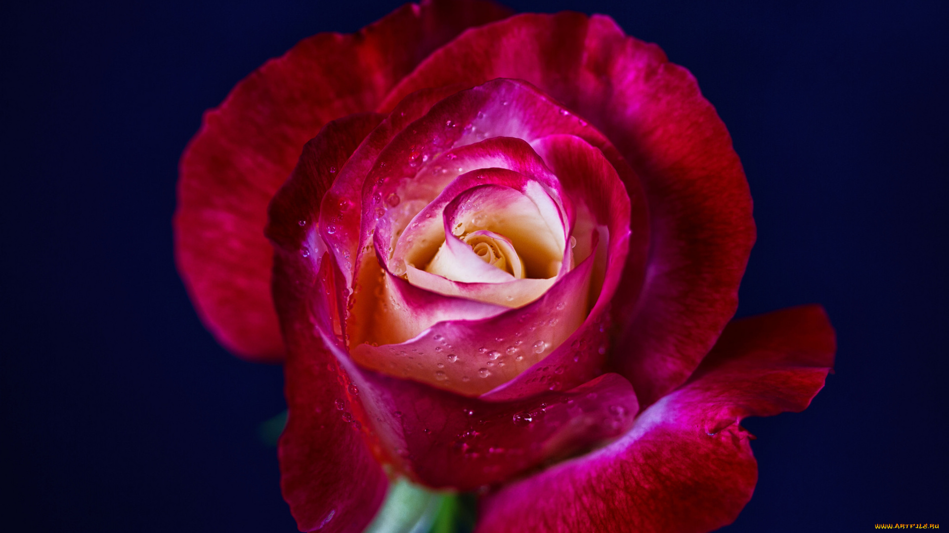 цветы, розы, цветение, бутон, лепестки, листья, роза, blossoms, leaves, petals, bud, rose