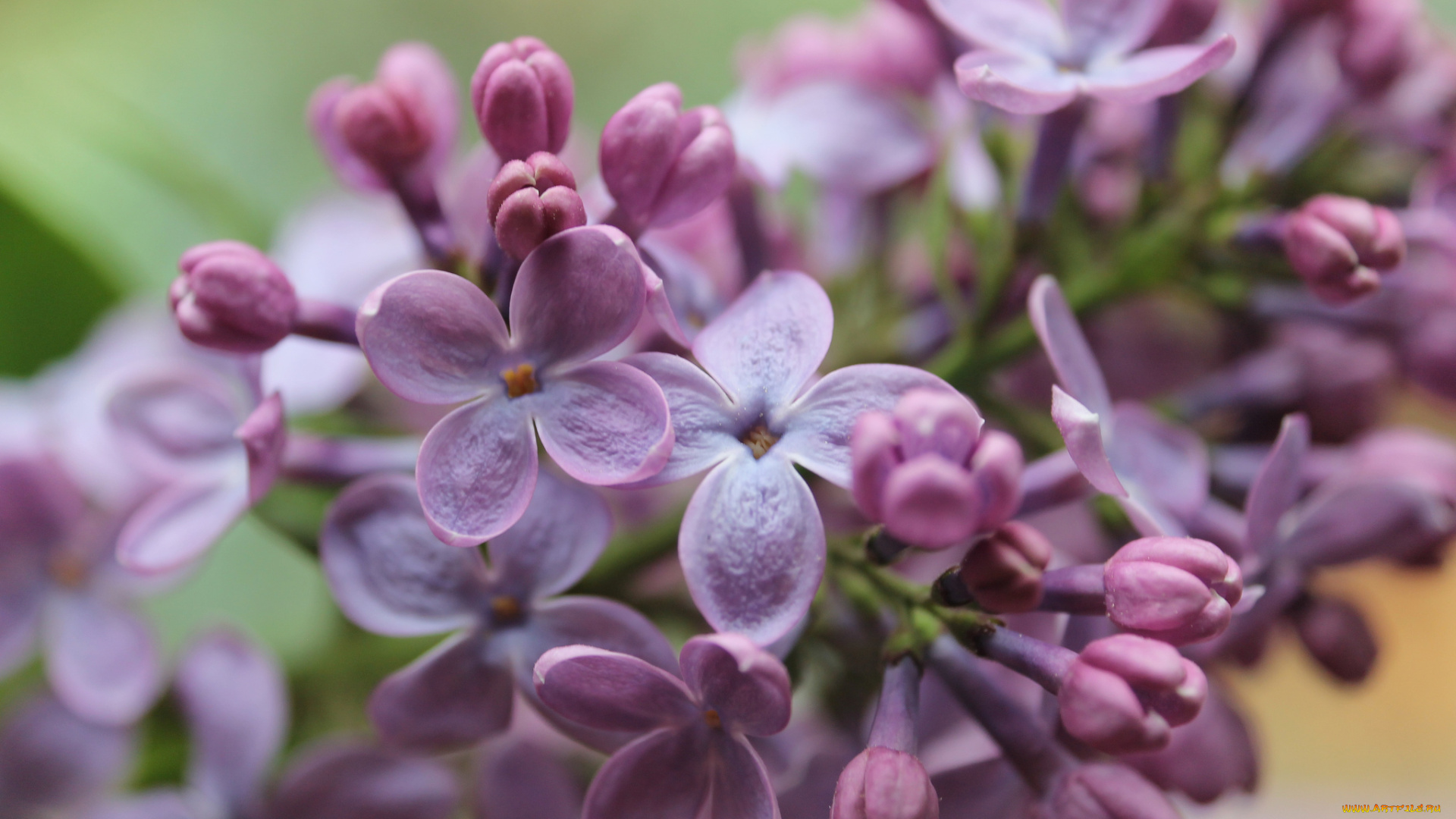 цветы, сирень, природа, весна, листья, ветки, фокус, размытость