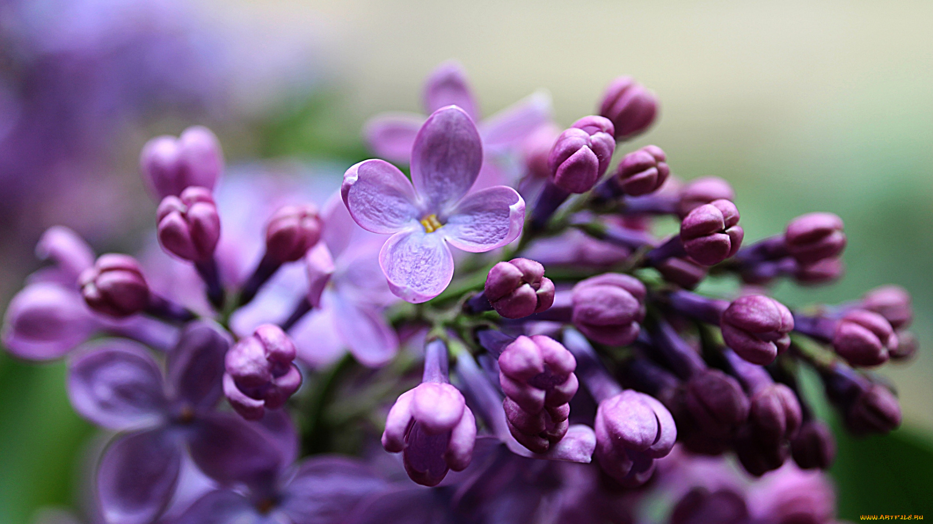 цветы, сирень, природа, весна, размытость, фокус, ветки, листья