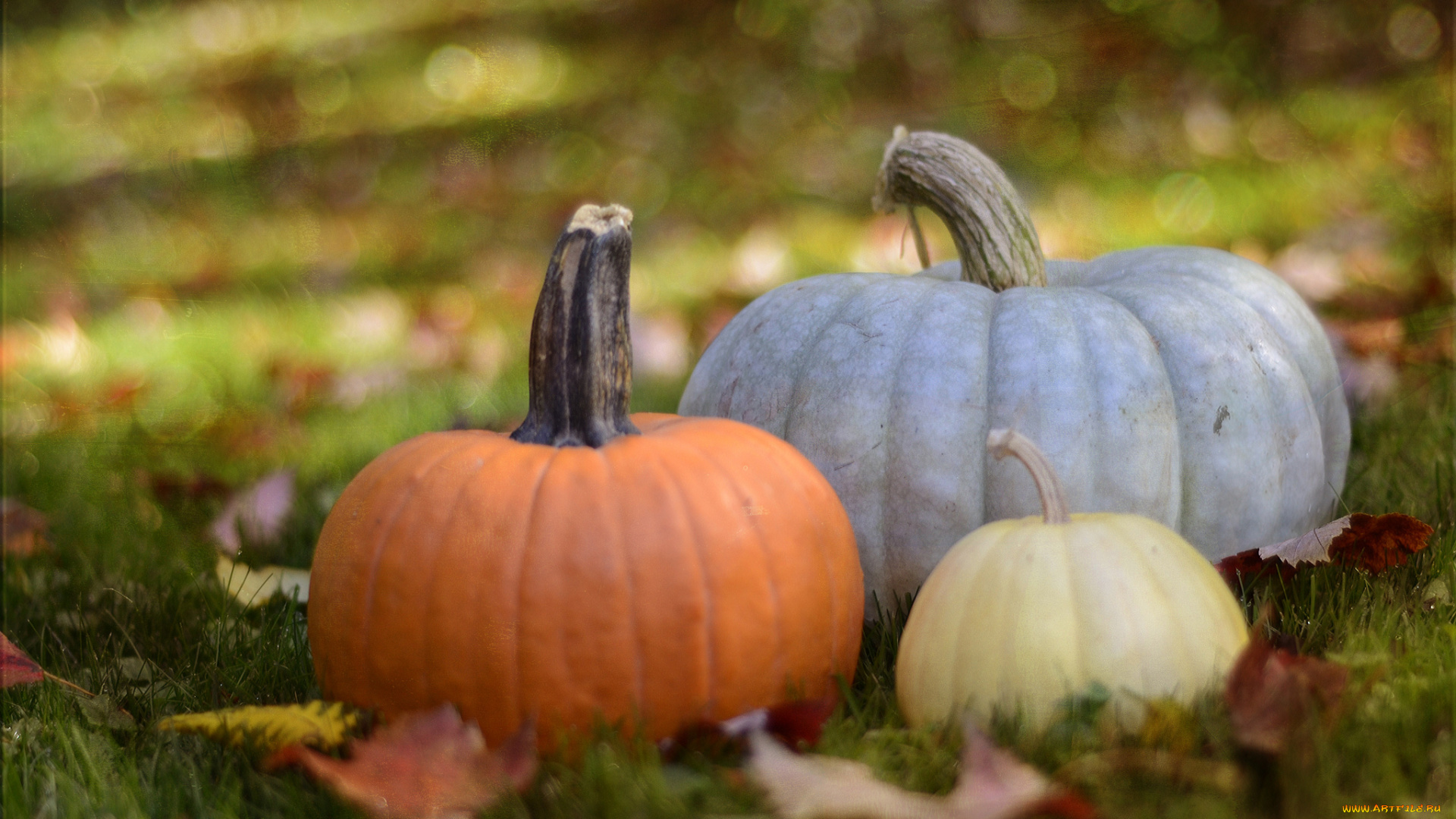 еда, тыква, тыковки, листики, осень, урожай