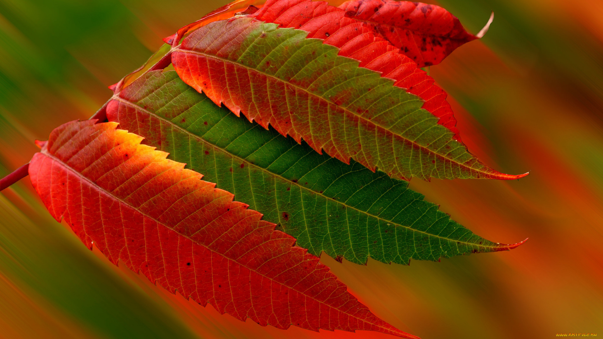 природа, листья, осень, время, года