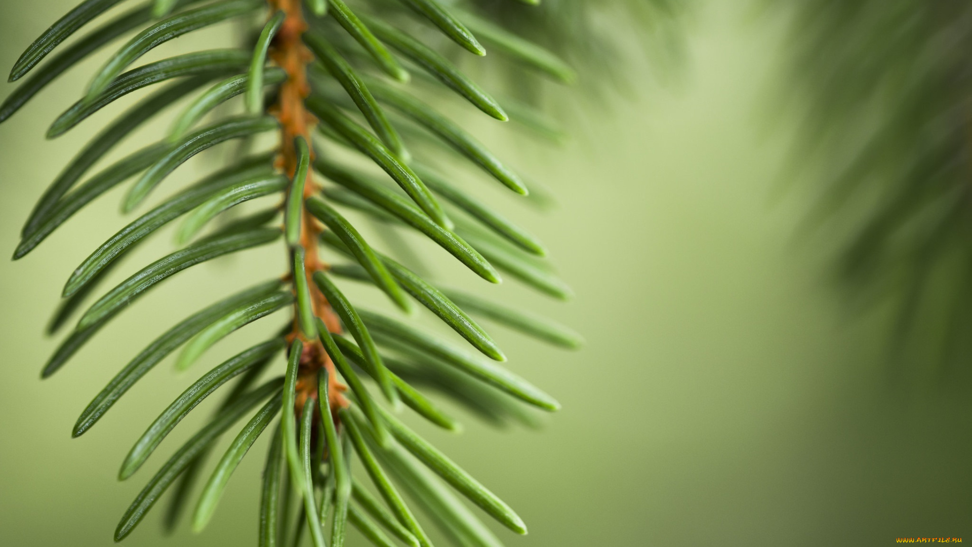 природа, макро, иголки, хвоя, зеленый, ветка