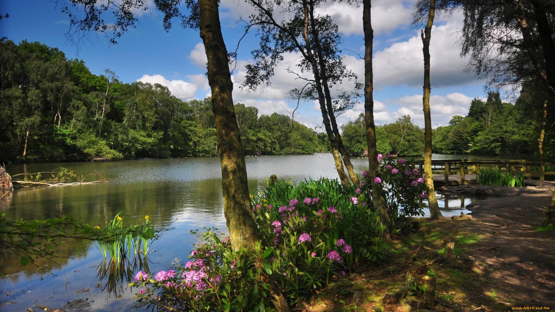 природа, реки, озера, цветы, лес, река
