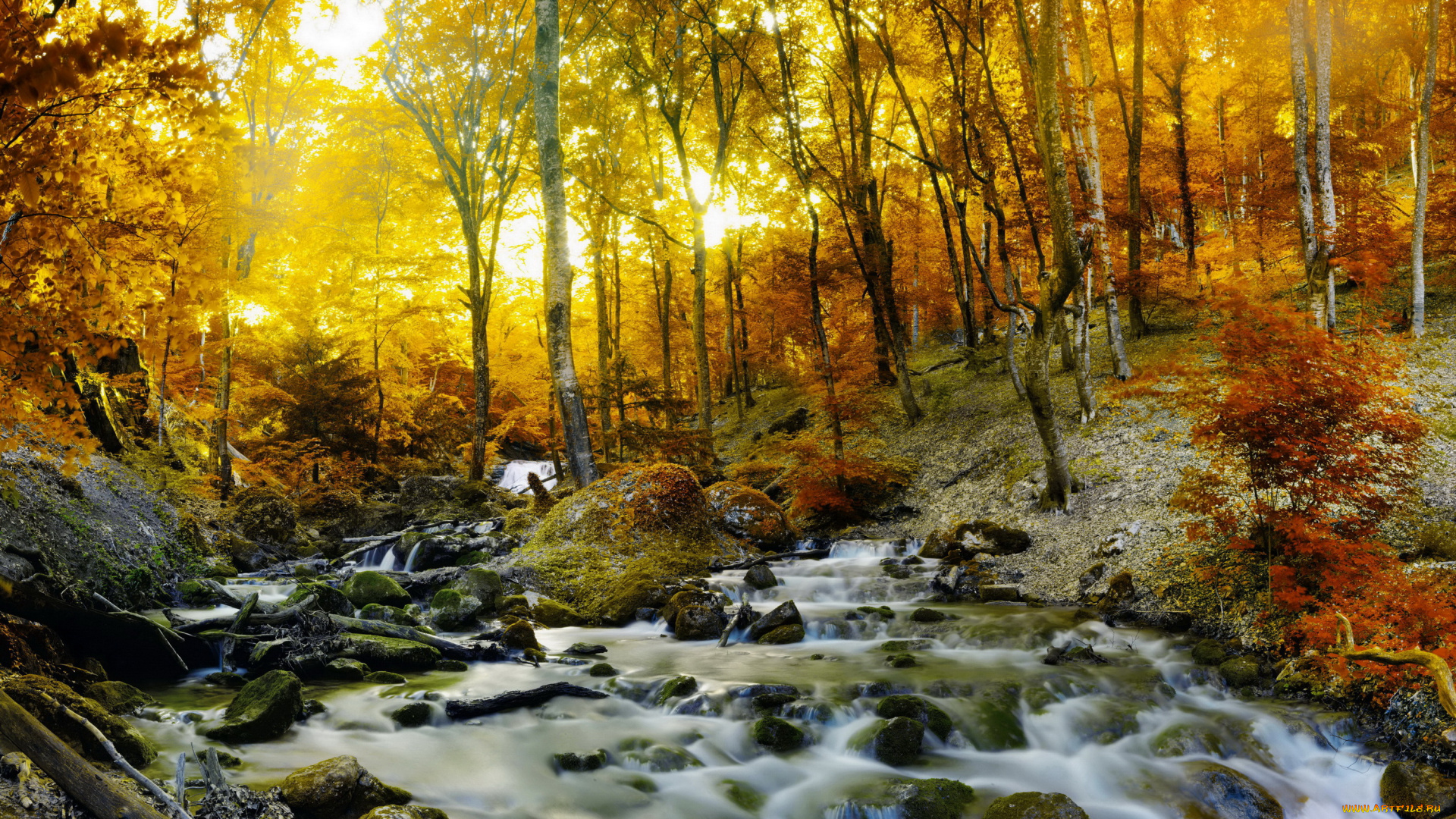 природа, восходы, закаты, деревья, трава, лес, ручей, осень, лучи