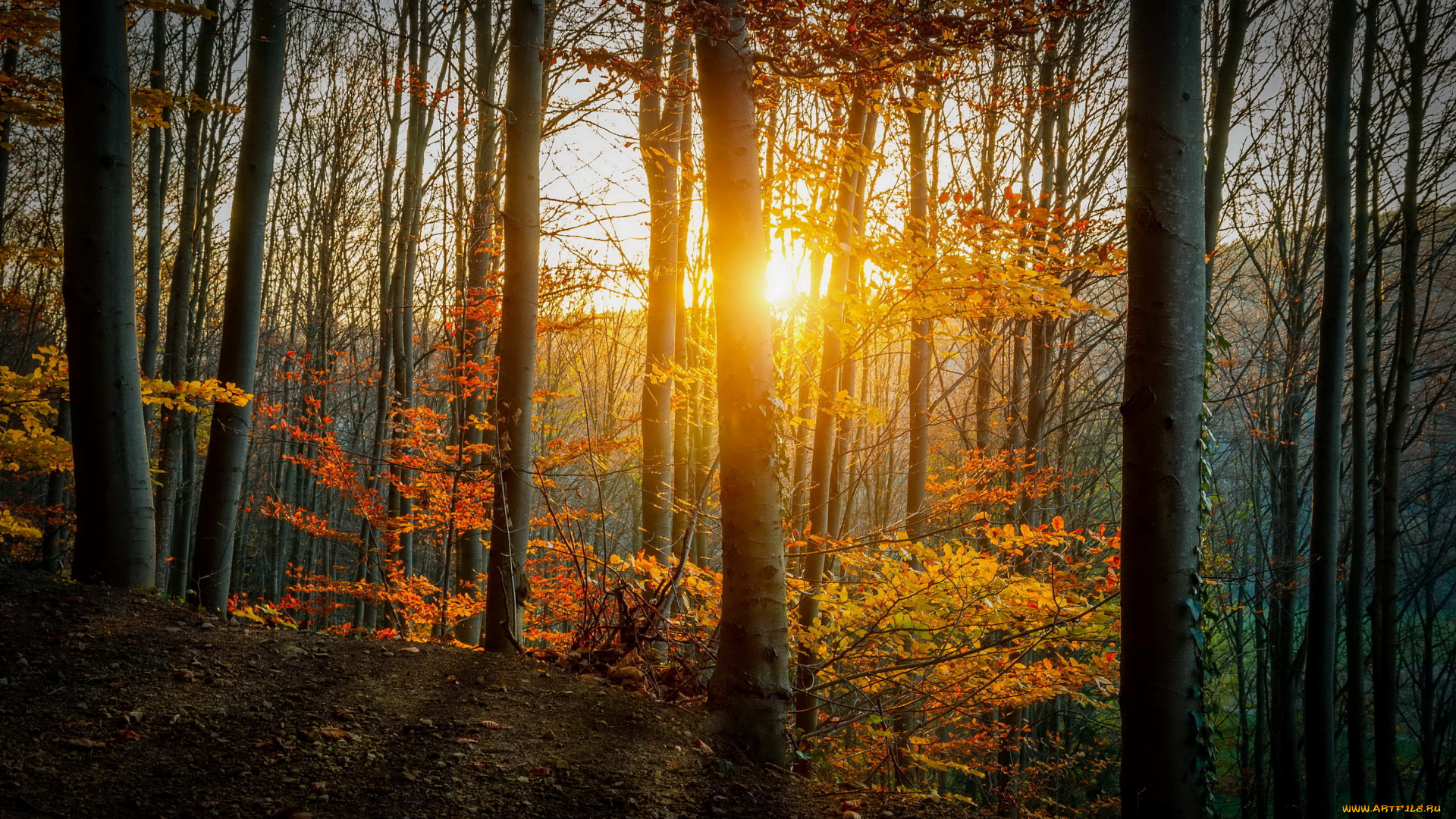 природа, восходы, закаты, осень, лучи, деревья, трава, лес