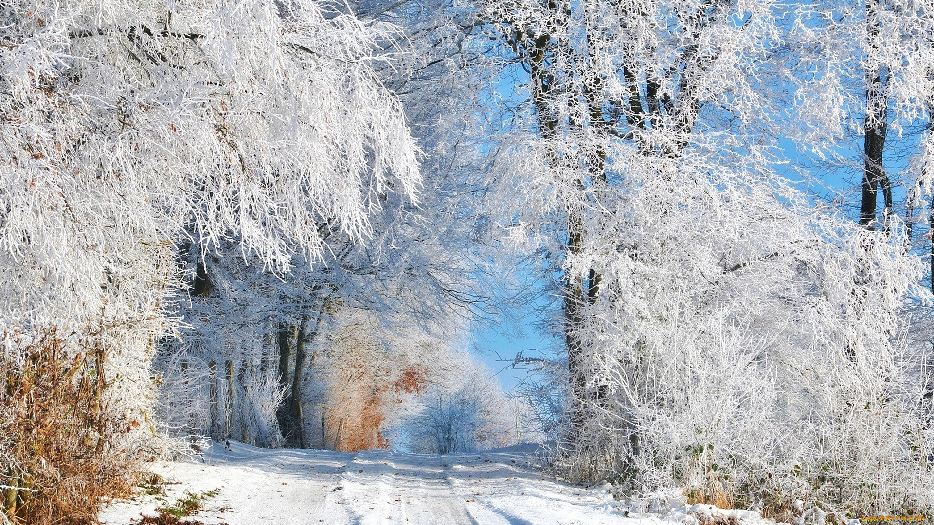 природа, зима, деревья, снег