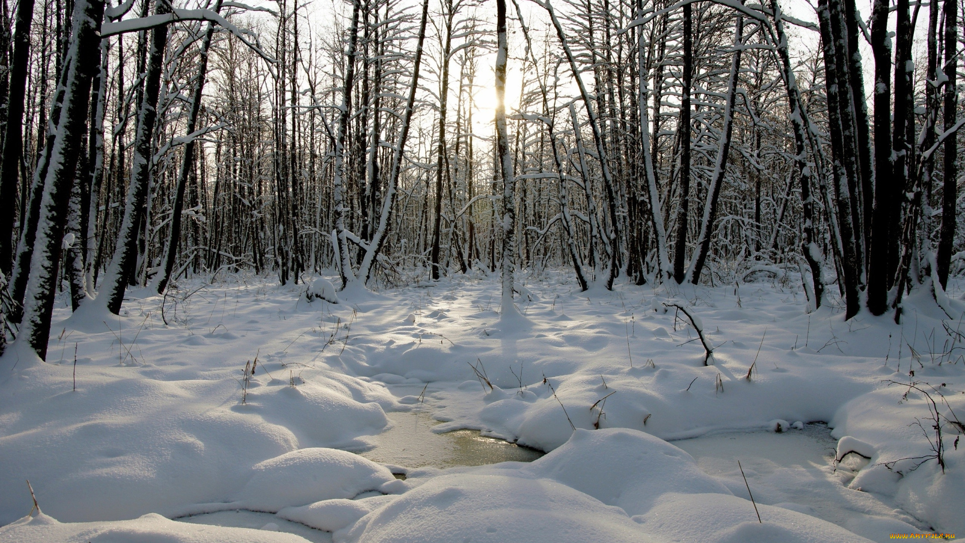 природа, зима, снег, деревья