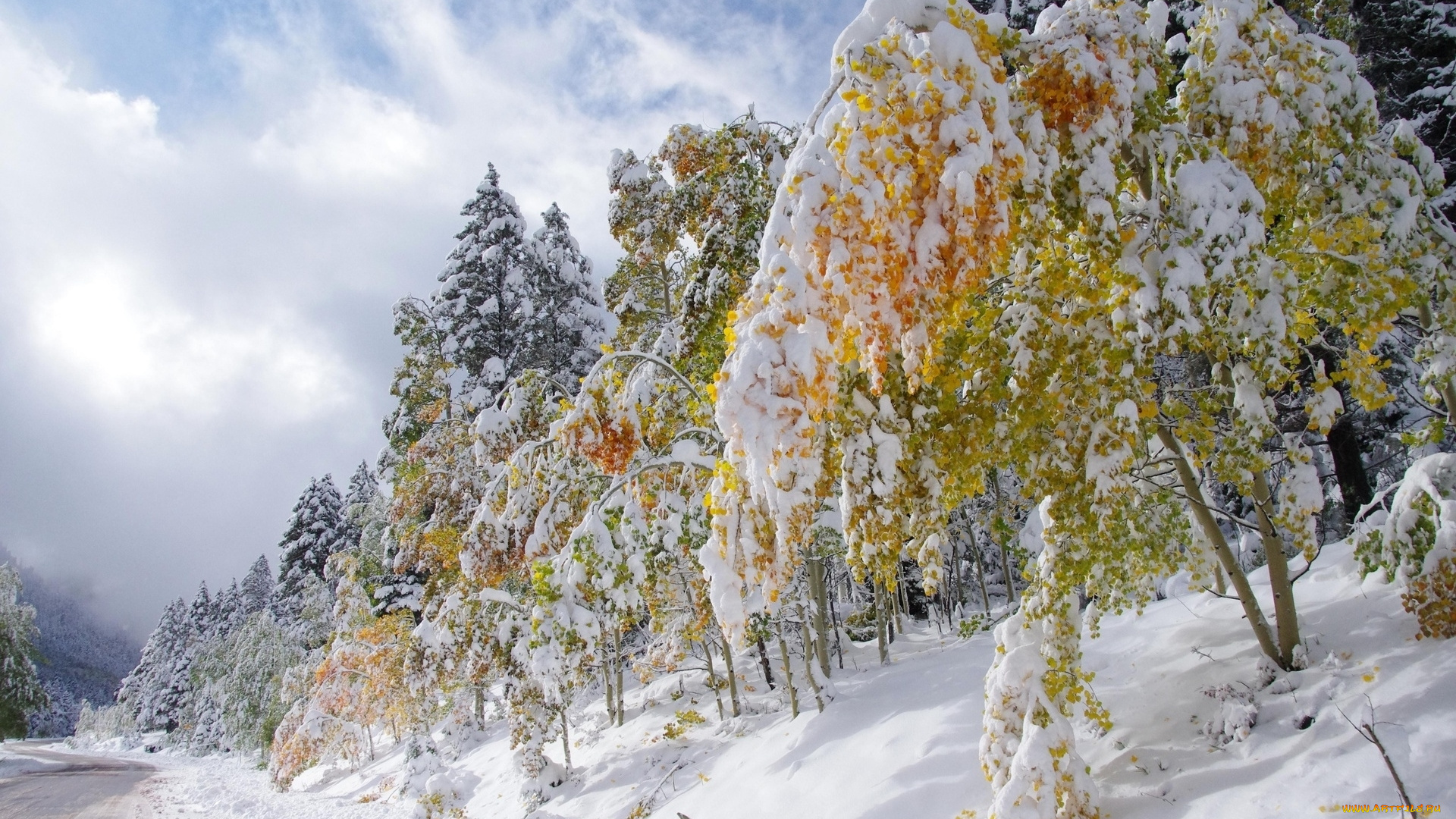 природа, зима, снег, деревья