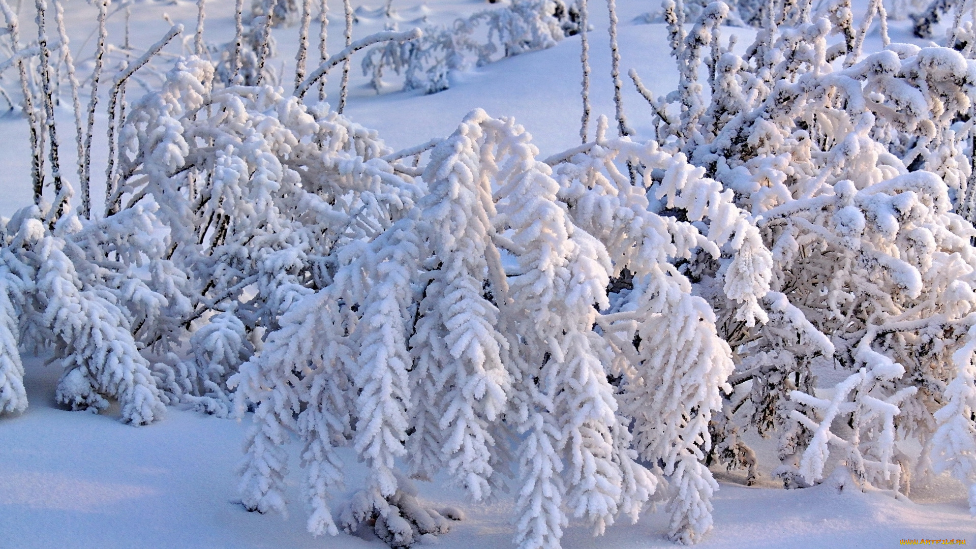 природа, зима, снег, деревья