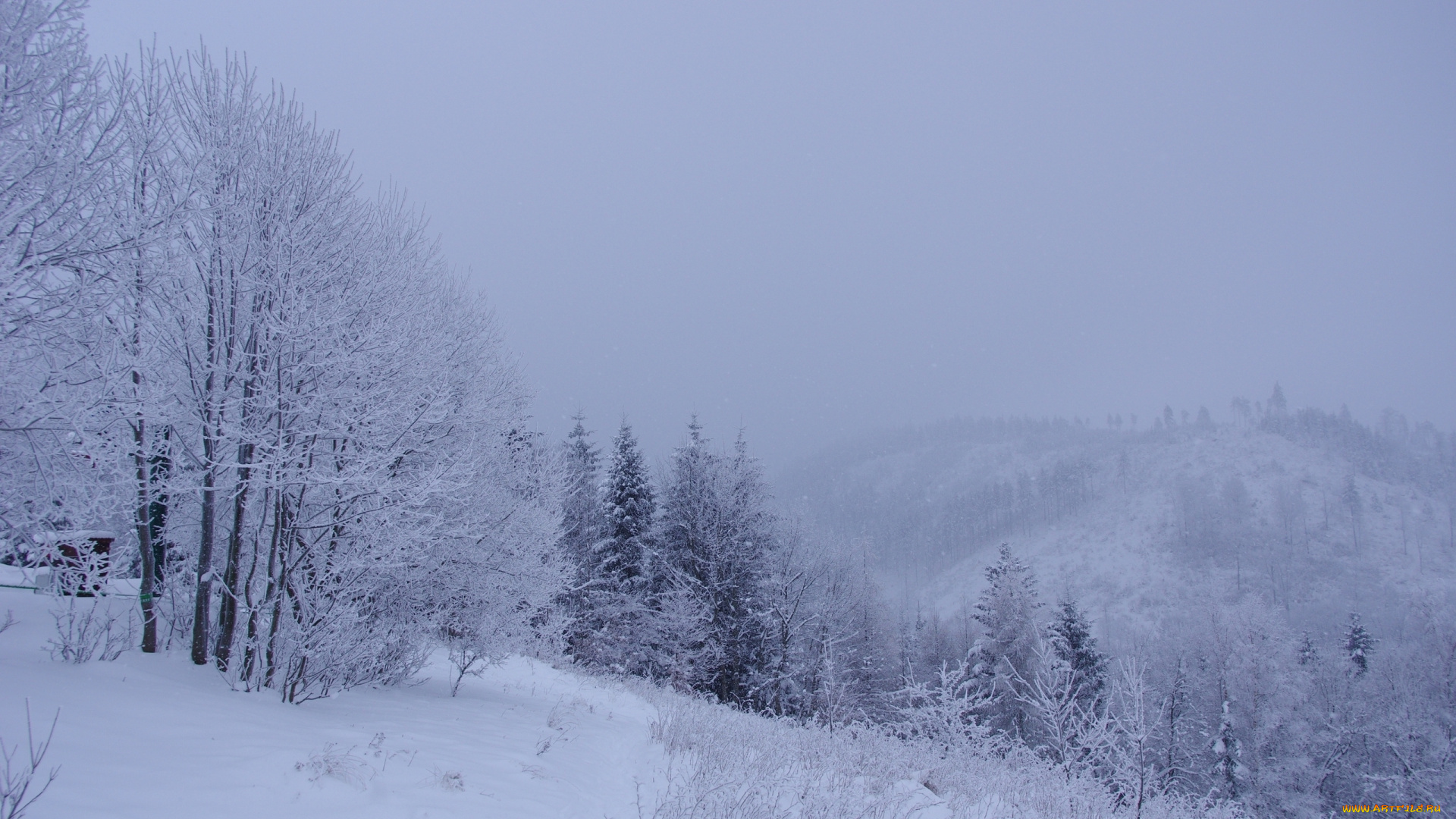 природа, зима, снег, деревья