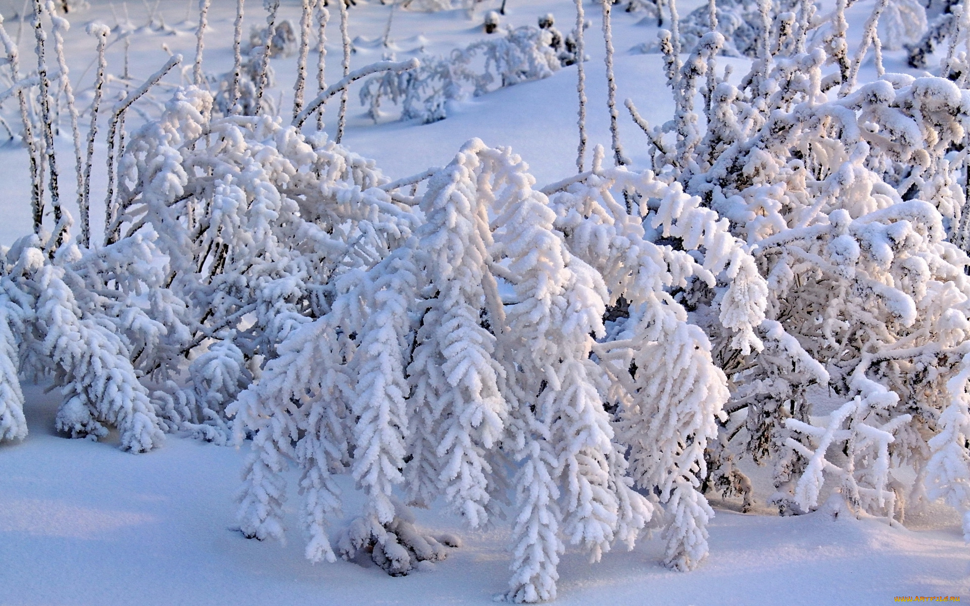 природа, зима, снег, деревья