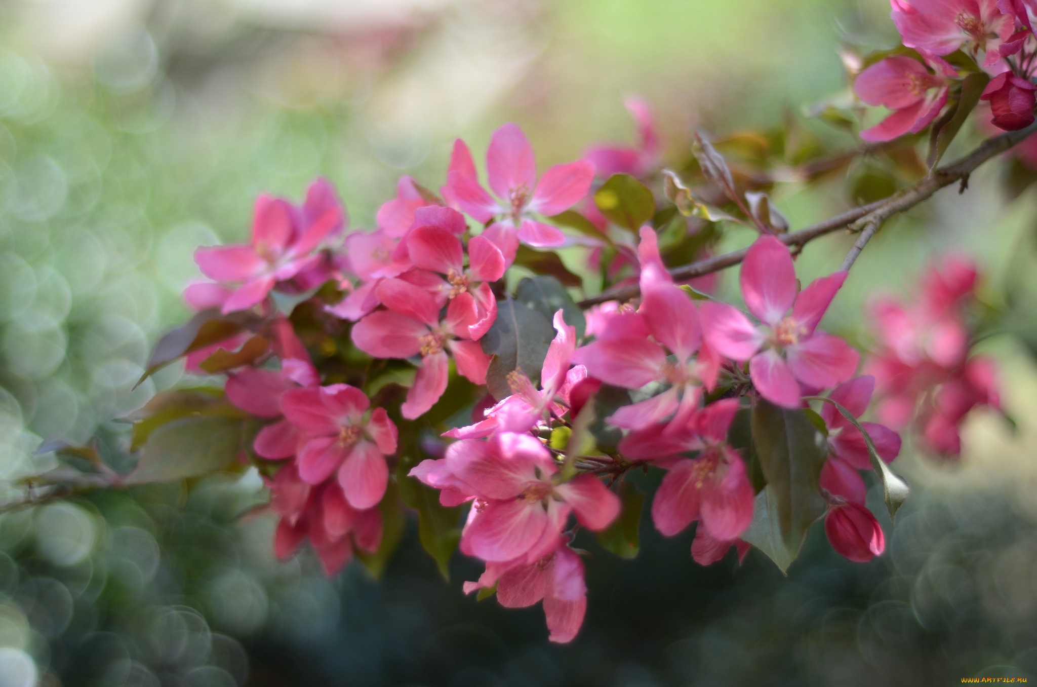 цветы, цветущие, деревья, , , кустарники, цветущая, веточка, листья, ветка, цветки