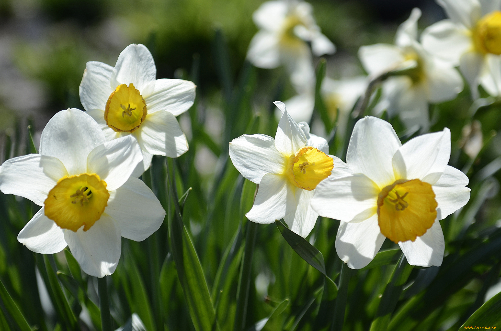 цветы, нарциссы, лепестки, желтые