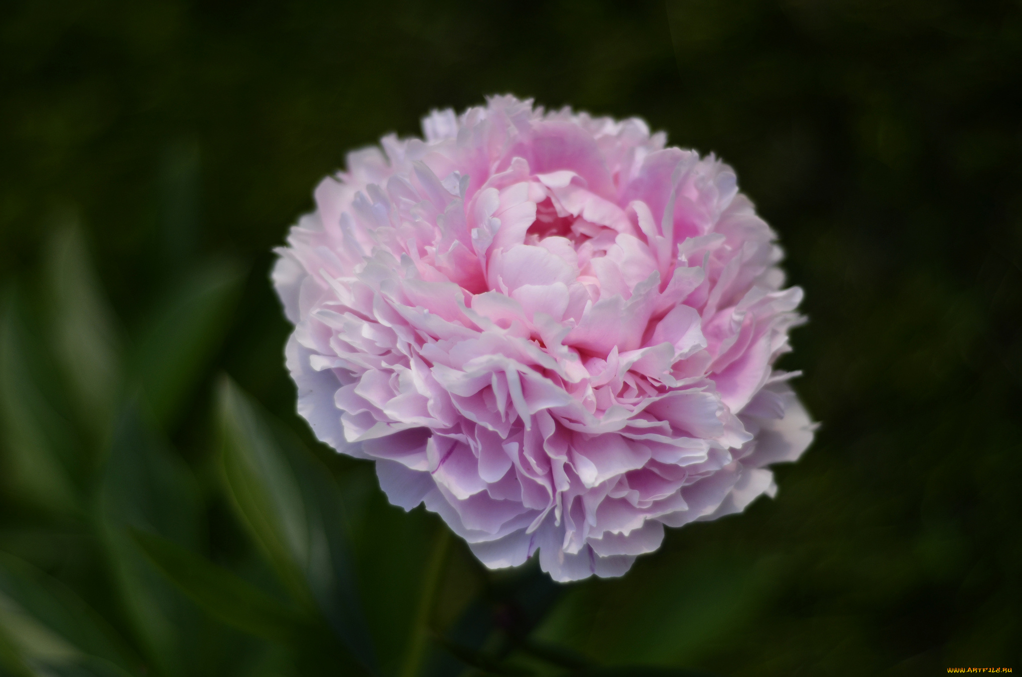 цветы, пионы, листья, куст, цветение, лепестки