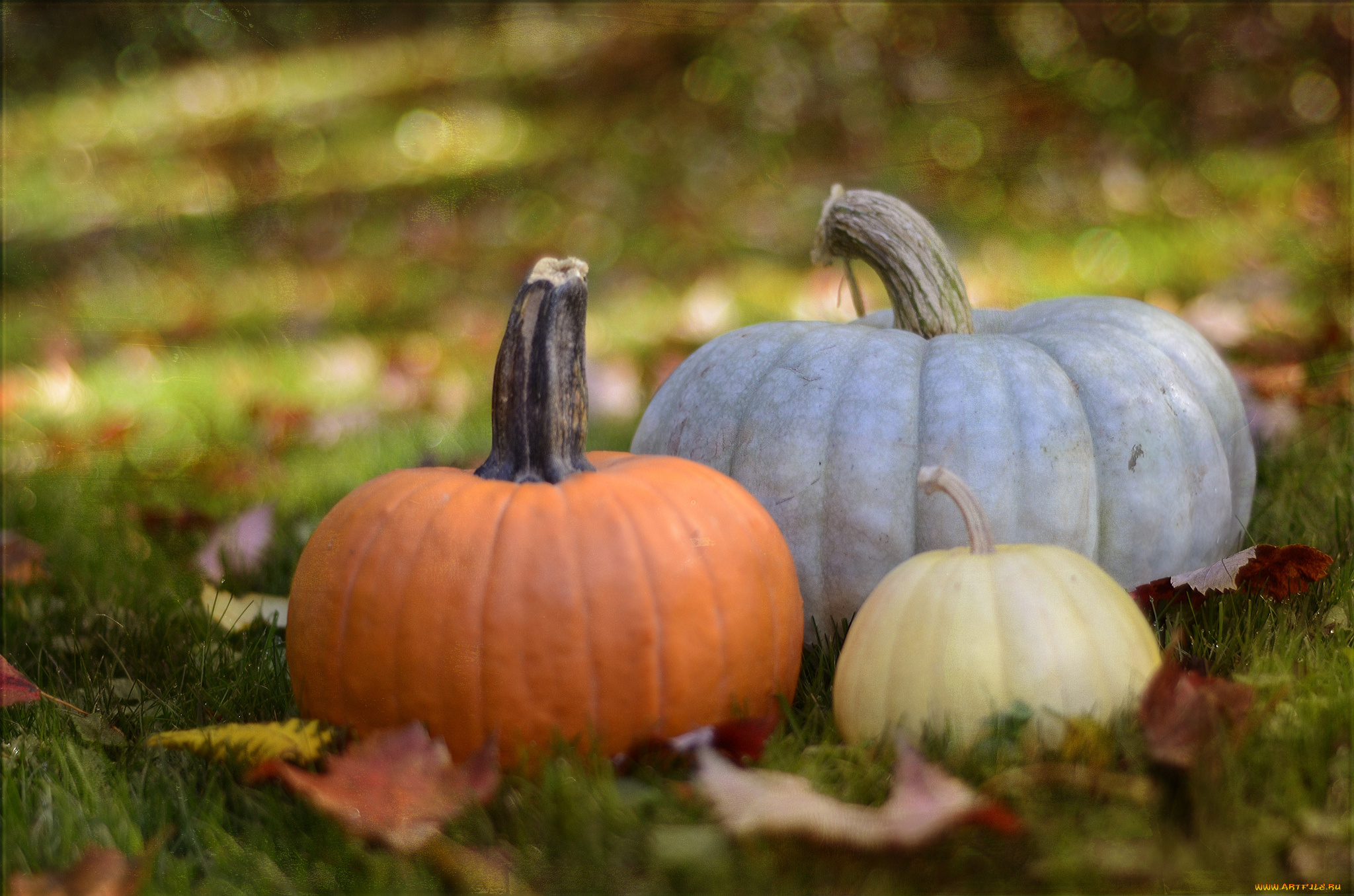 еда, тыква, тыковки, листики, осень, урожай