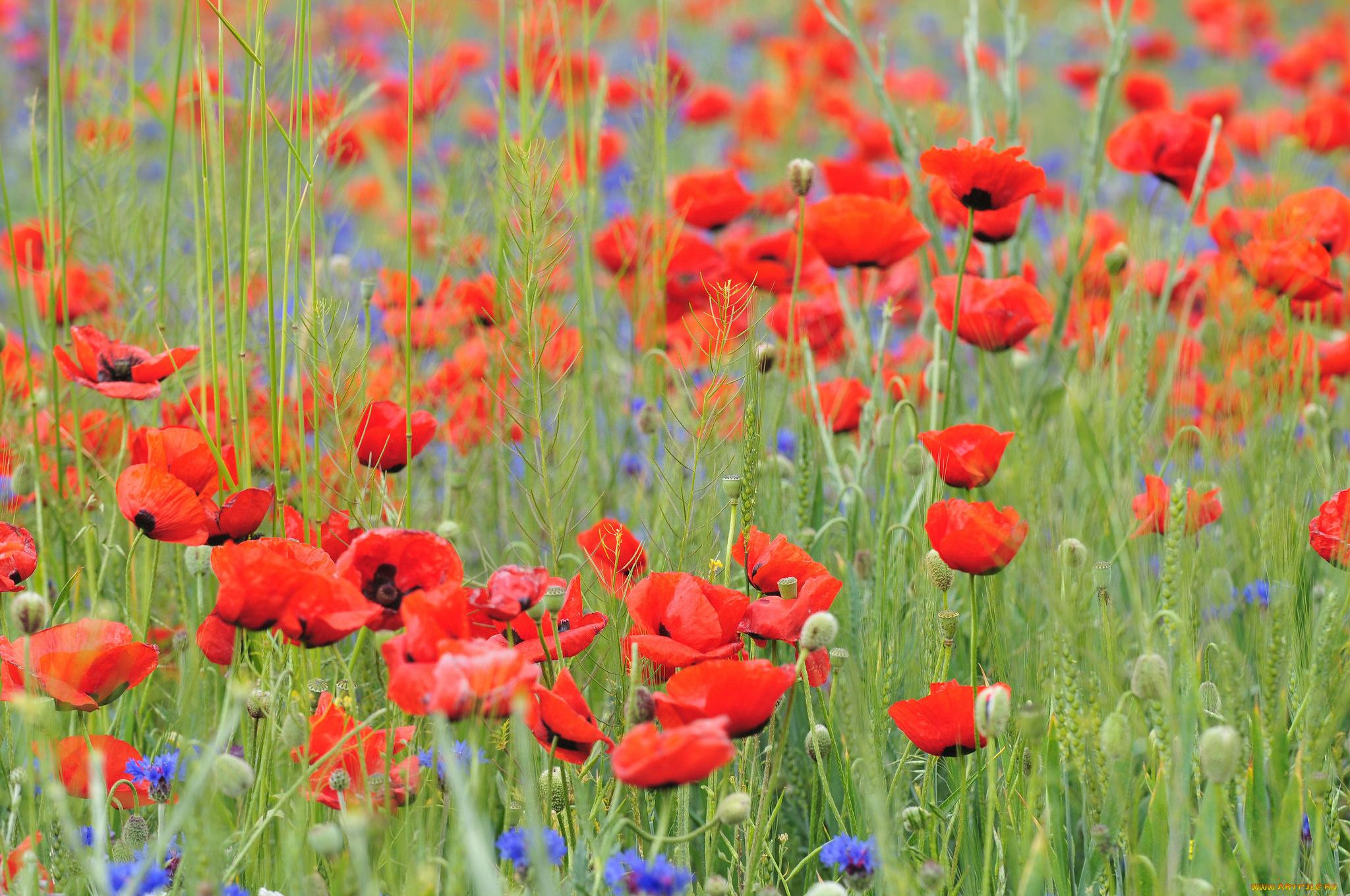 цветы, маки, природа, луг, поле, лепестки, мак