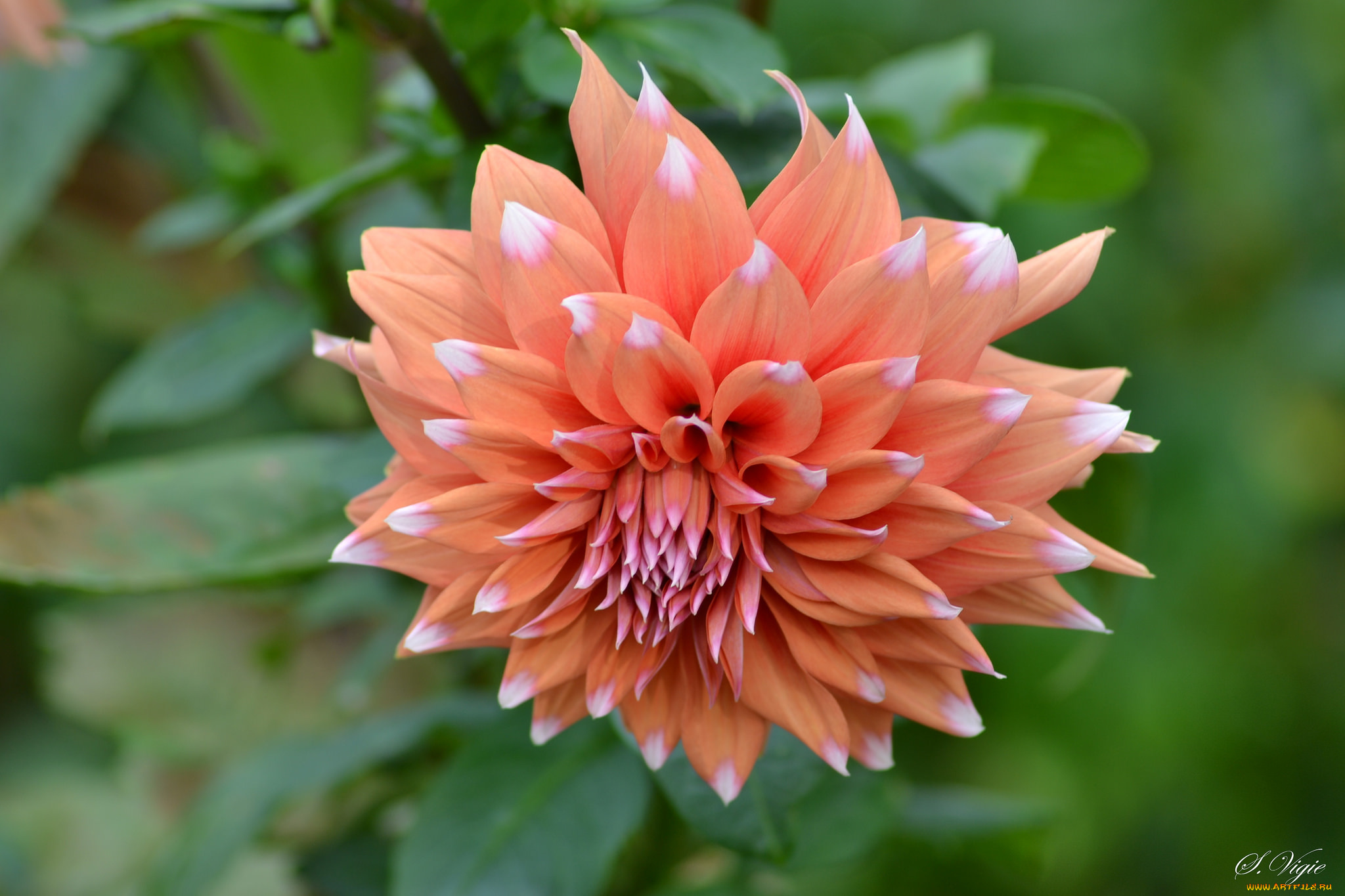 цветы, георгины, лепестки, бутоны, цветение, георгин