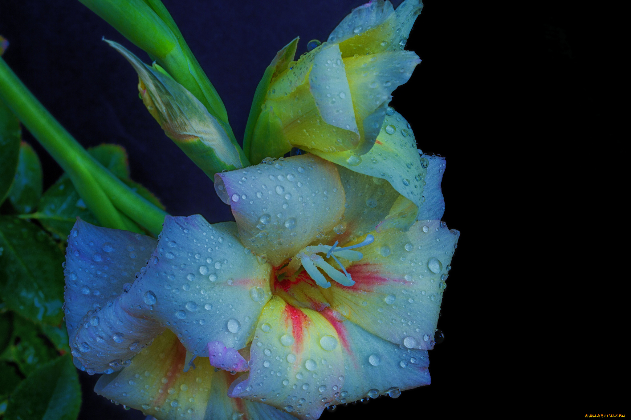 цветы, гладиолусы, гладиолус