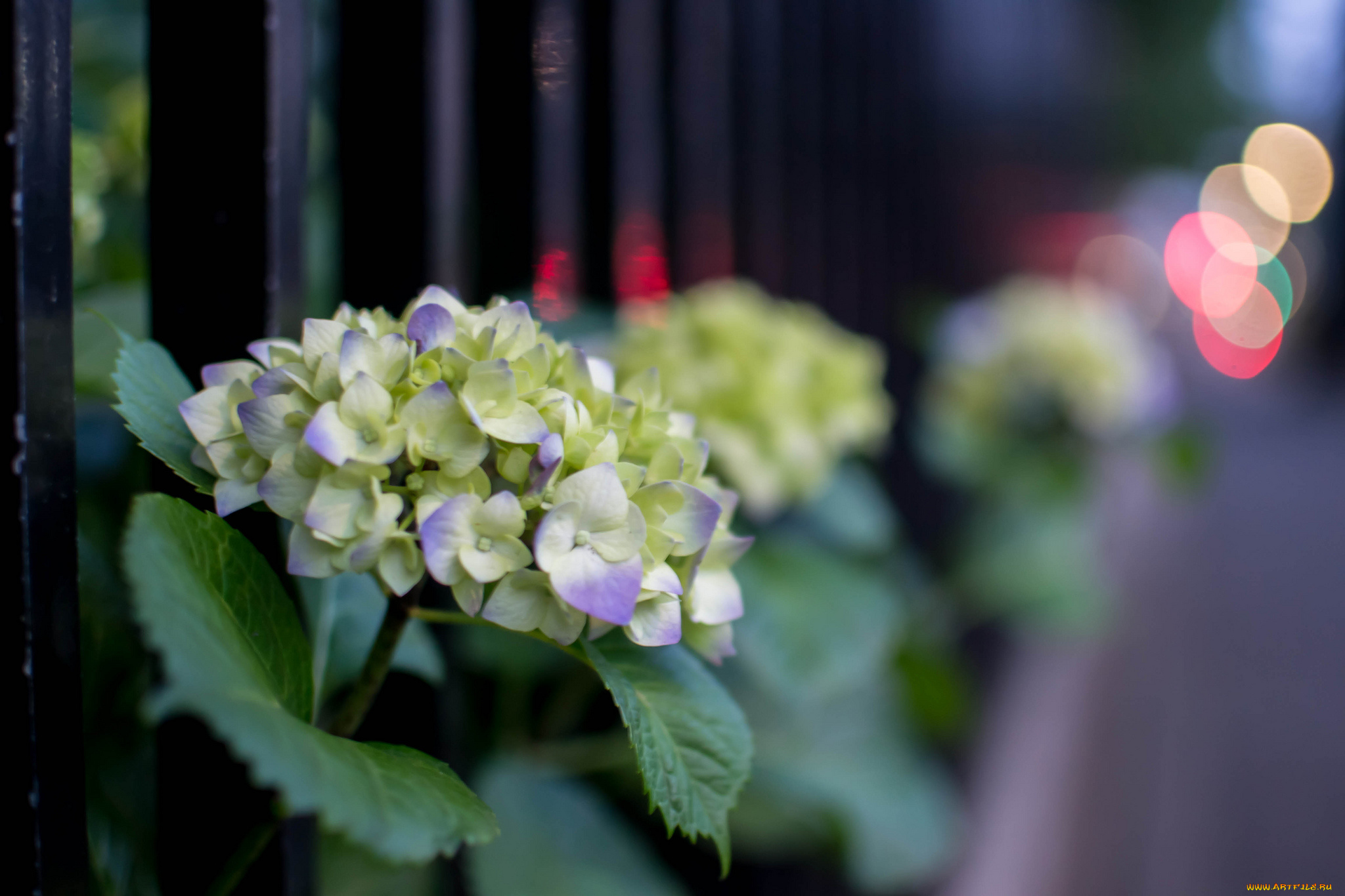 цветы, гортензия, splendor, petals, flowers, hydrangea, пышность, лепестки, голубая, цветки, blue