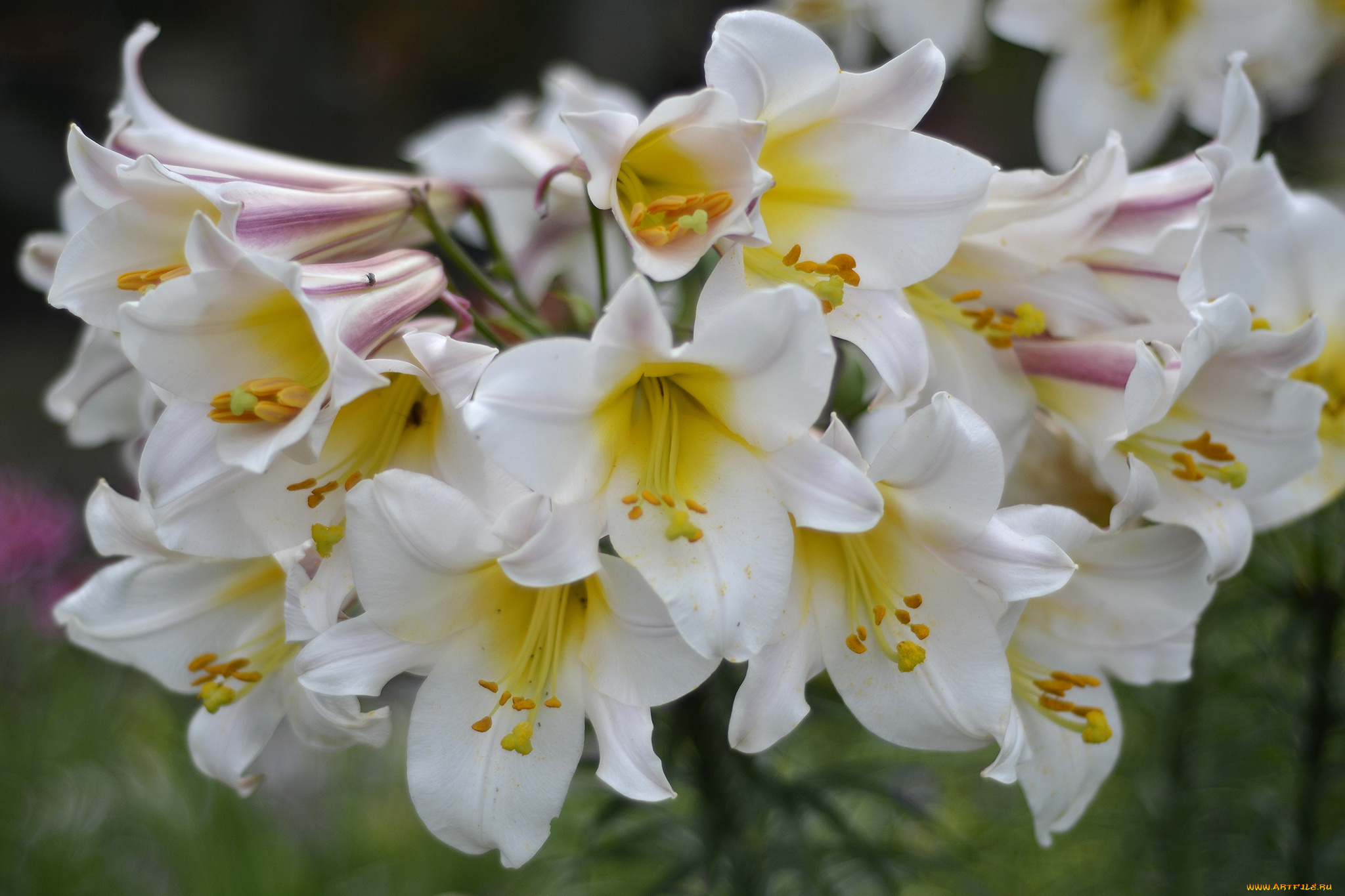 цветы, лилии, , лилейники, bloom, lily, лепестки, цветение, petals