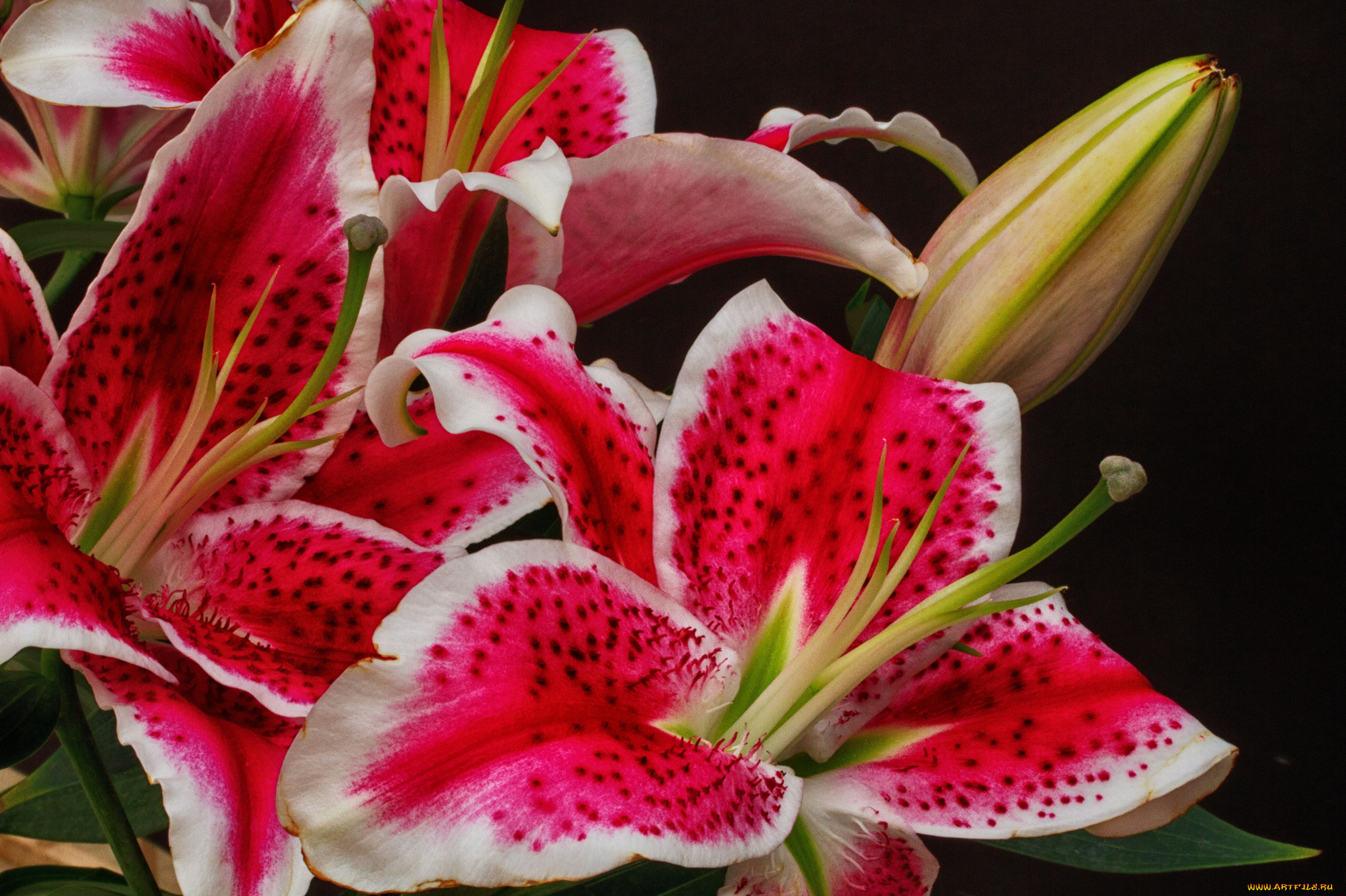 цветы, лилии, , лилейники, цветение, бутоны, лилия