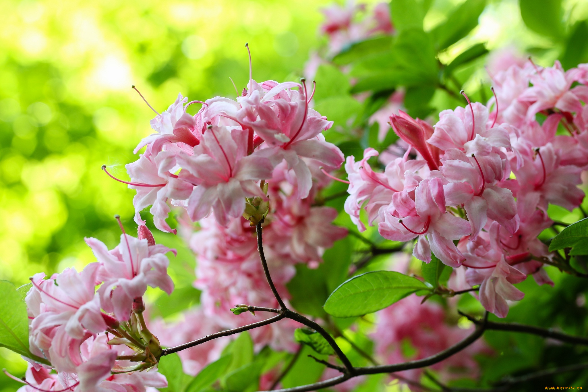 цветы, рододендроны, , азалии, розовый, ветка