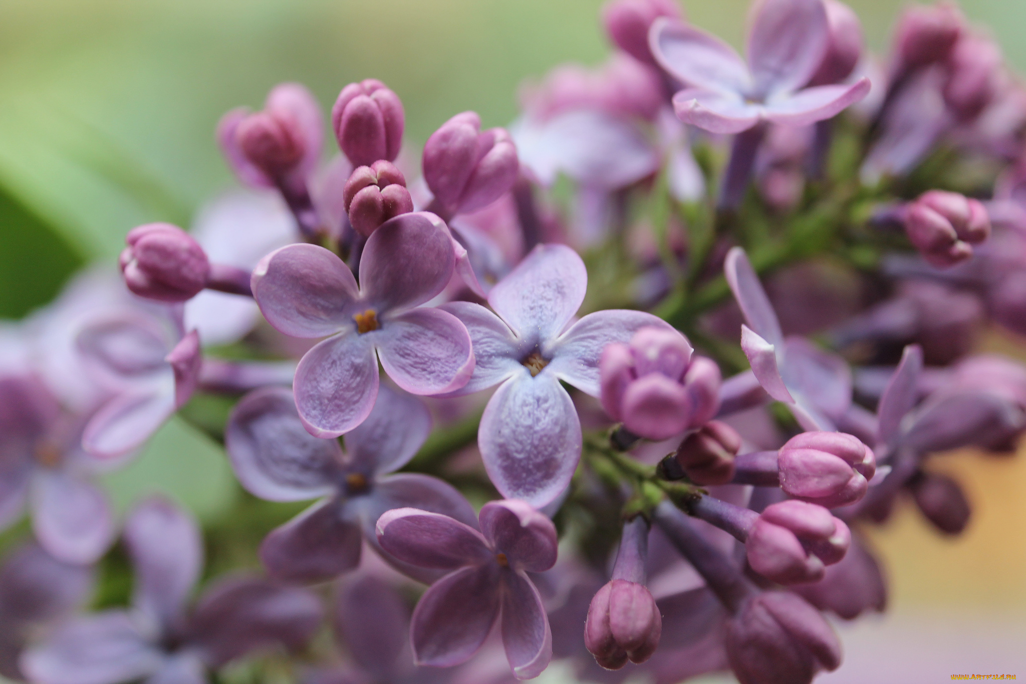 цветы, сирень, природа, весна, листья, ветки, фокус, размытость