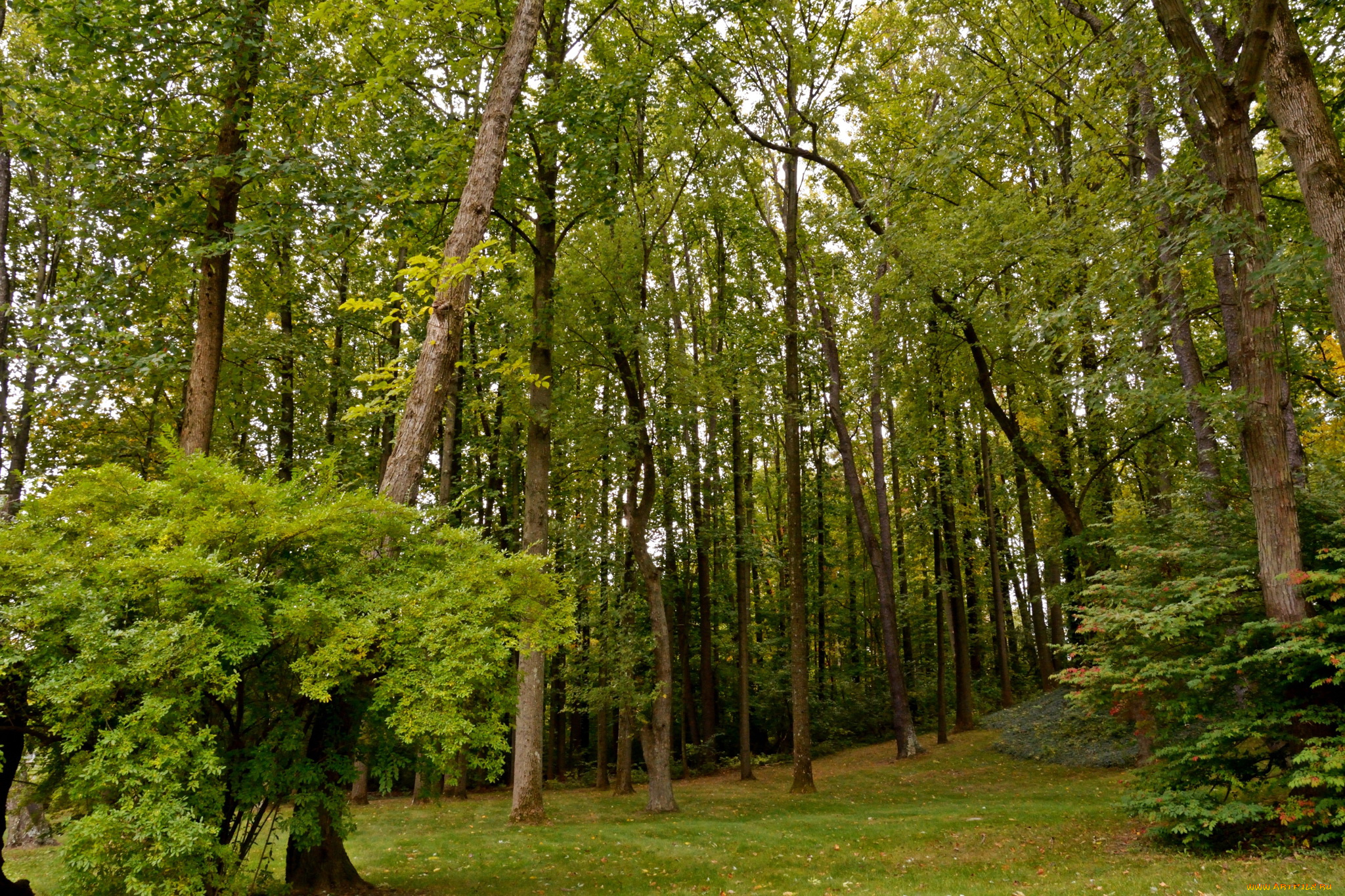 природа, лес, трава, деревья