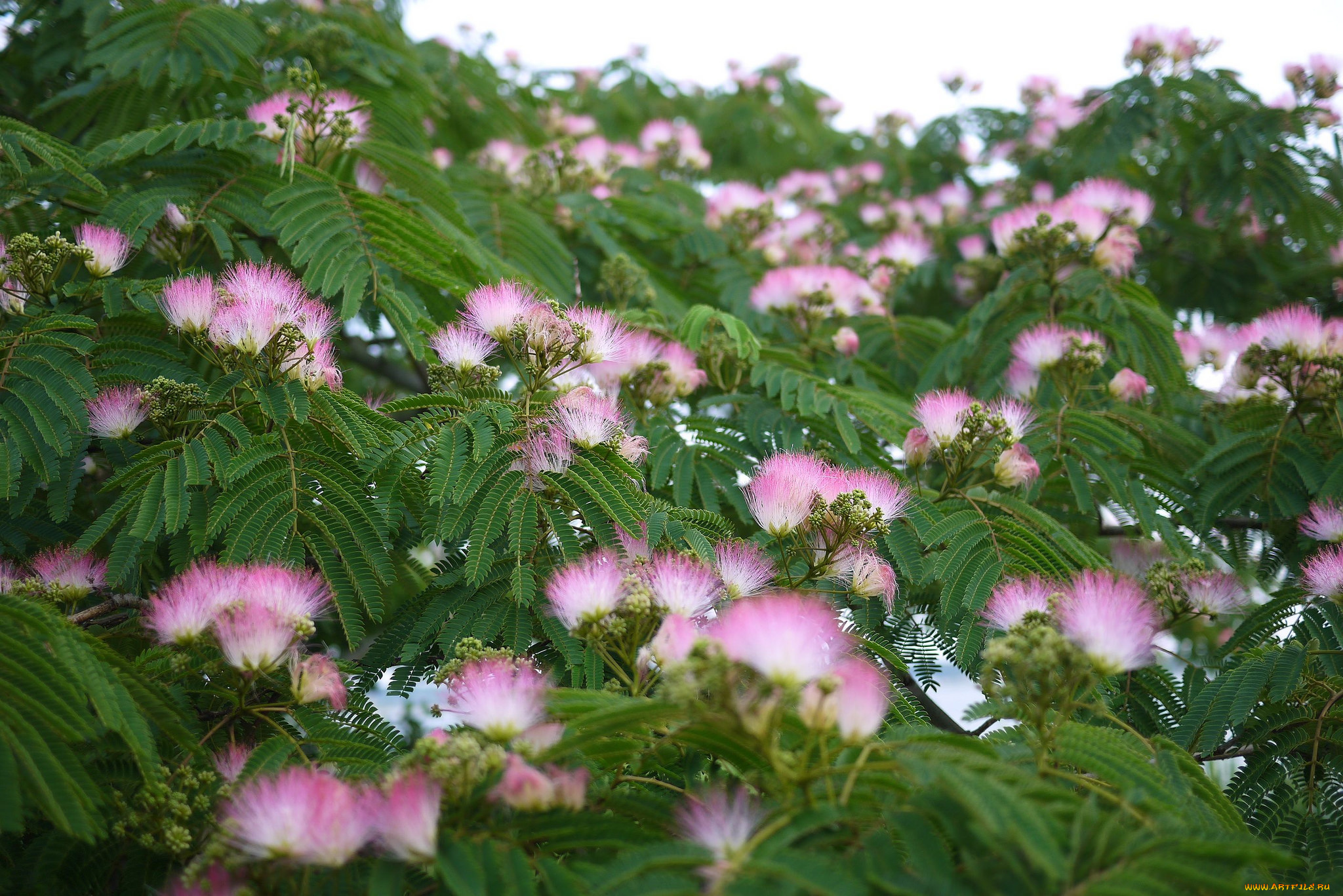 цветы, акация, цветок, пушистый, игольчатый, розовый