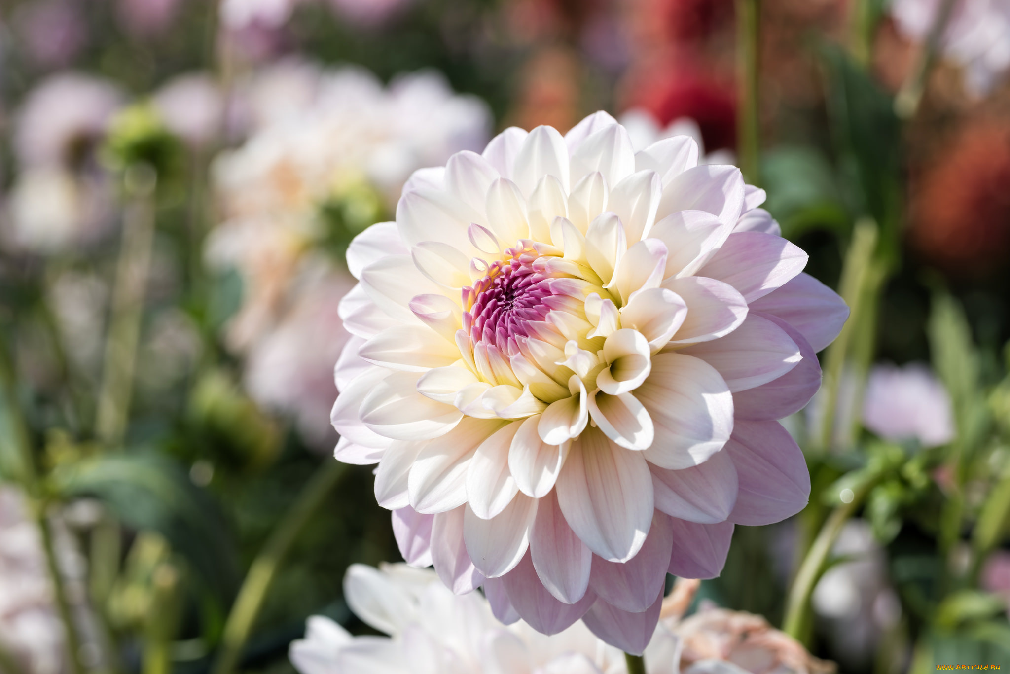 цветы, георгины, лепестки, цветение, розовый, георгин