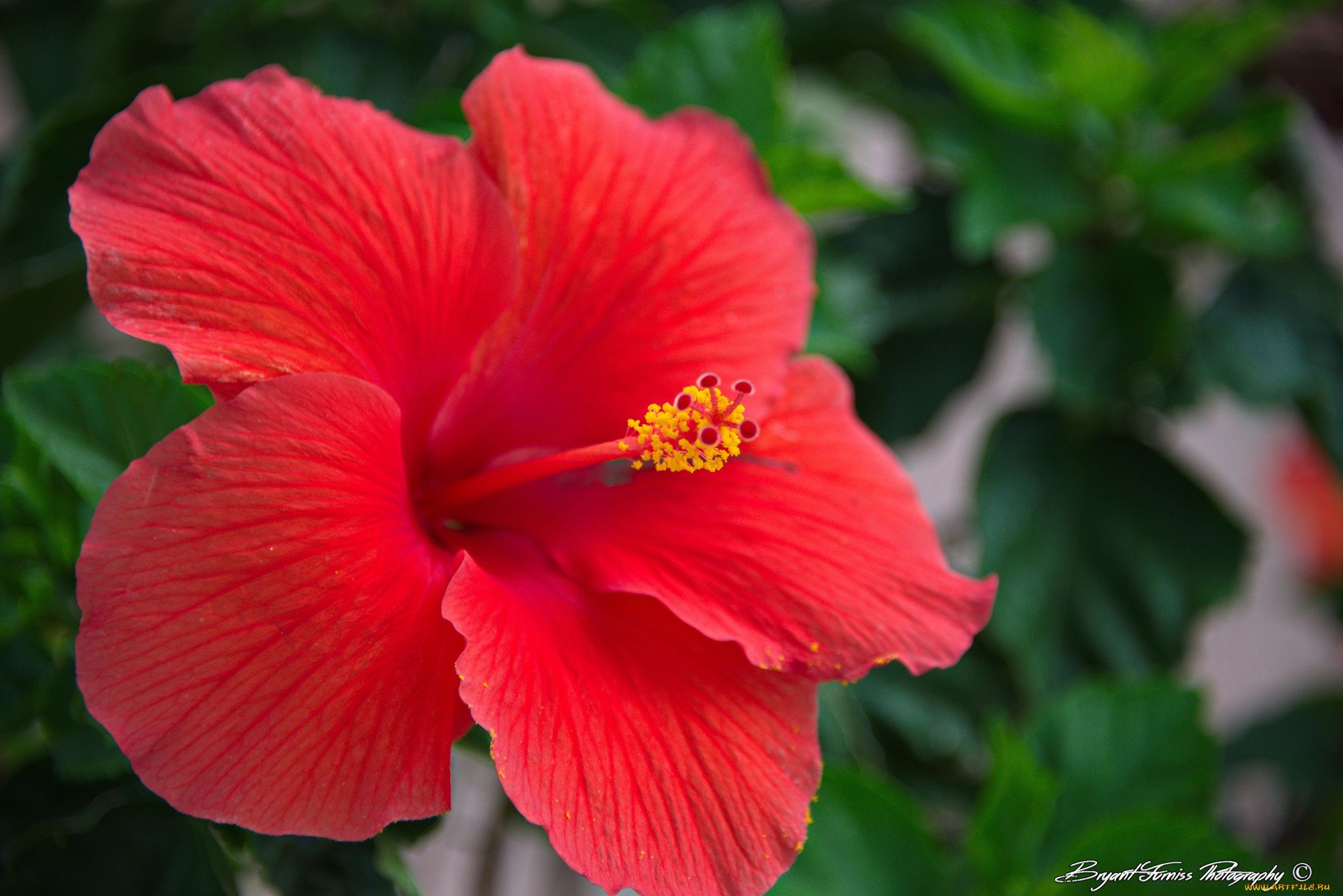 цветы, гибискусы, цветение, листики, тычинка, красный, гибискус