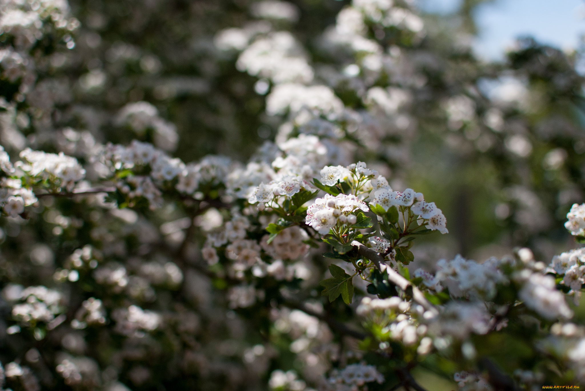 цветы, цветущие, деревья, , , кустарники, нежность, цветение, розовая, камелия, цветок, листья, ветка