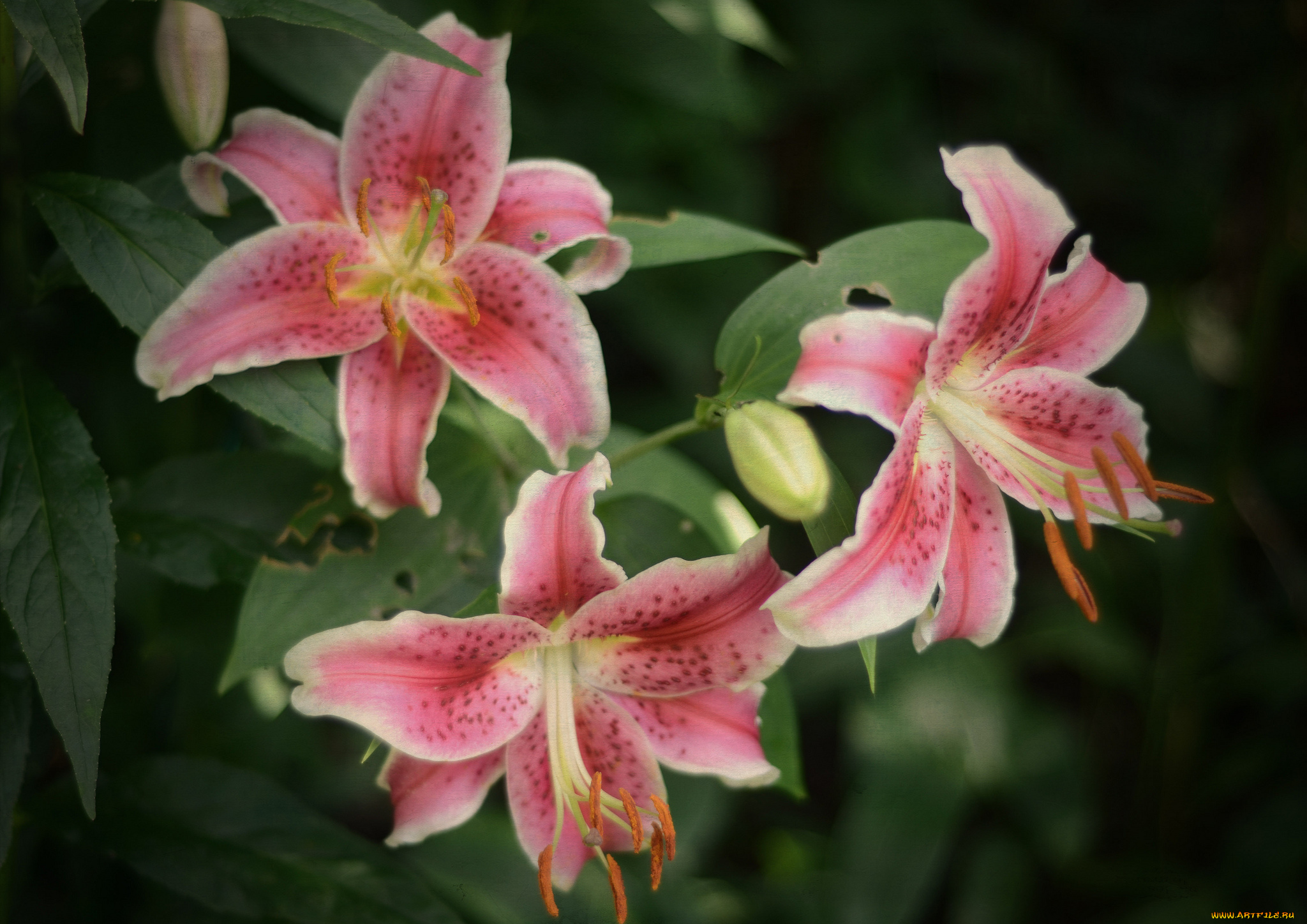 цветы, лилии, , лилейники, petals, цветение, bloom, lily, лепестки