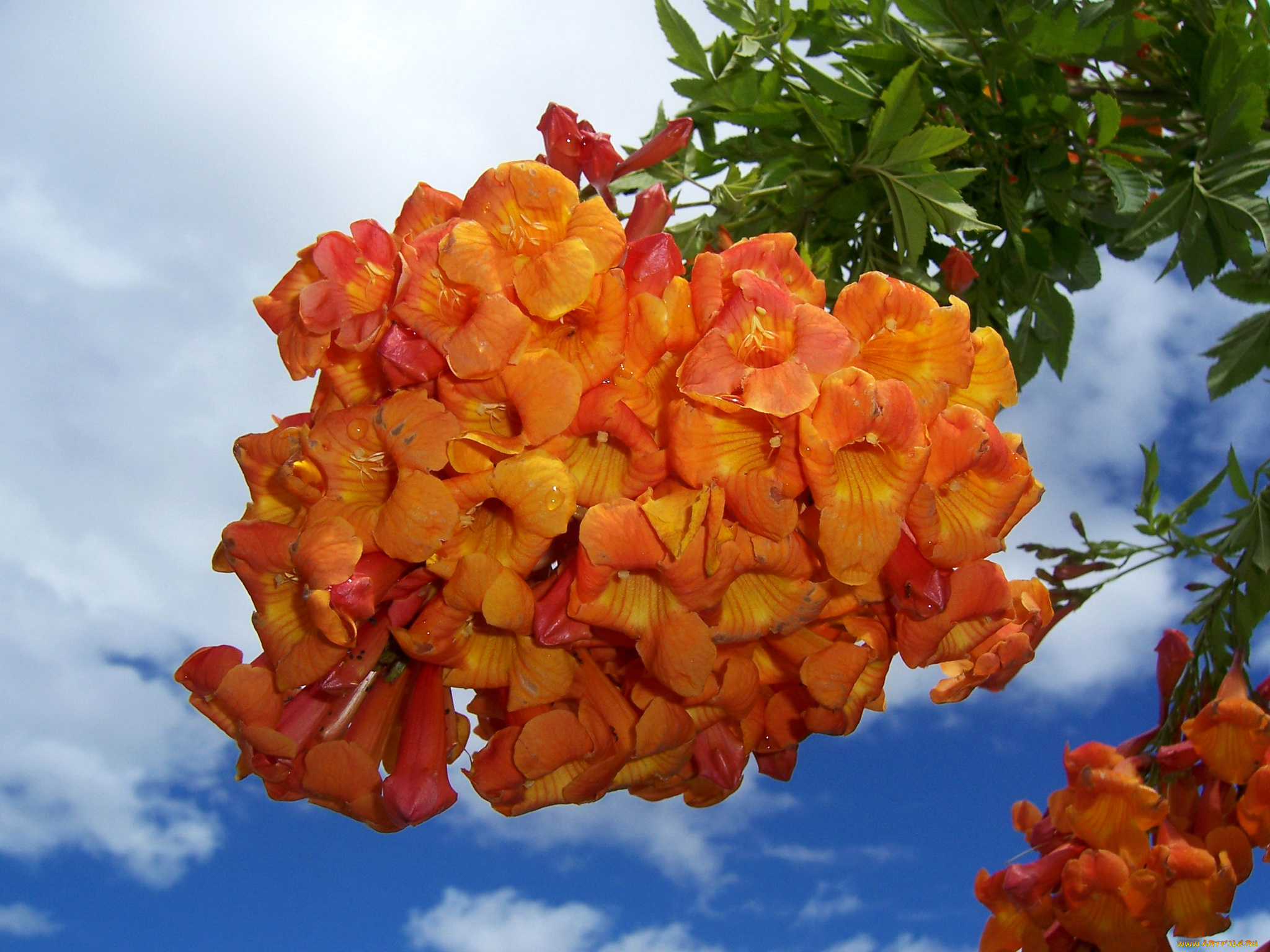цветы, кампсис, , текома, много, кампсис, оранжевый
