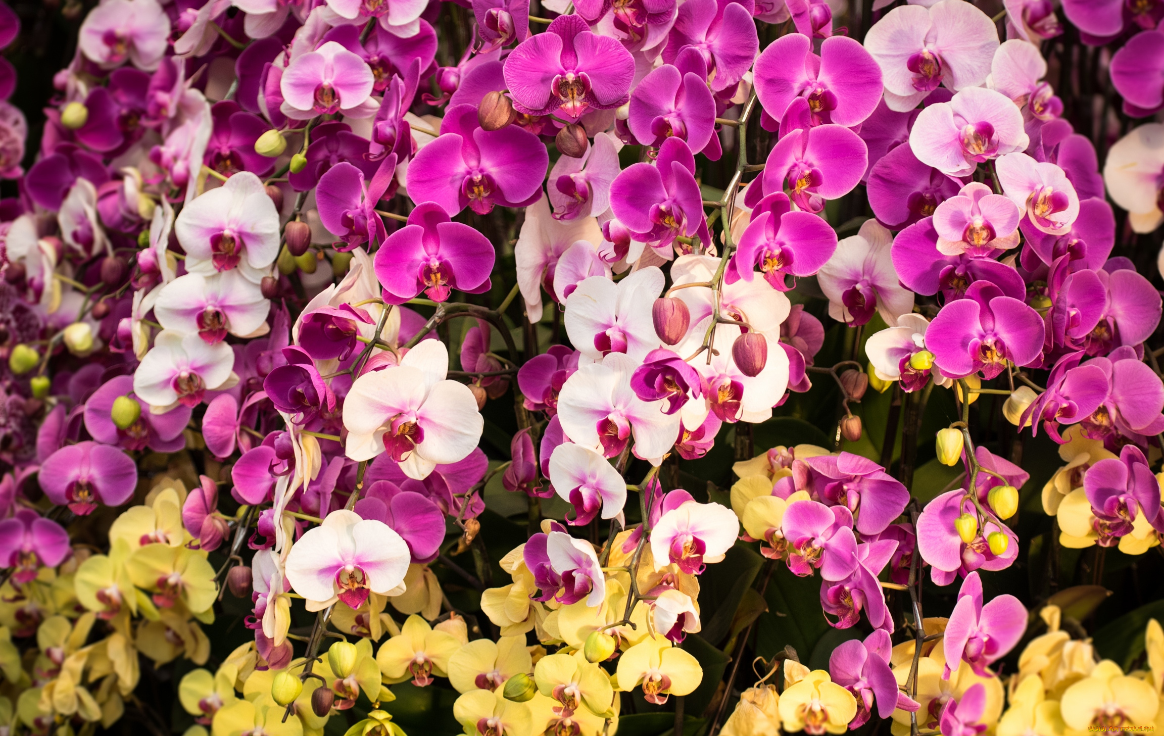 цветы, орхидеи, flowers, flowering, orchids, цветение