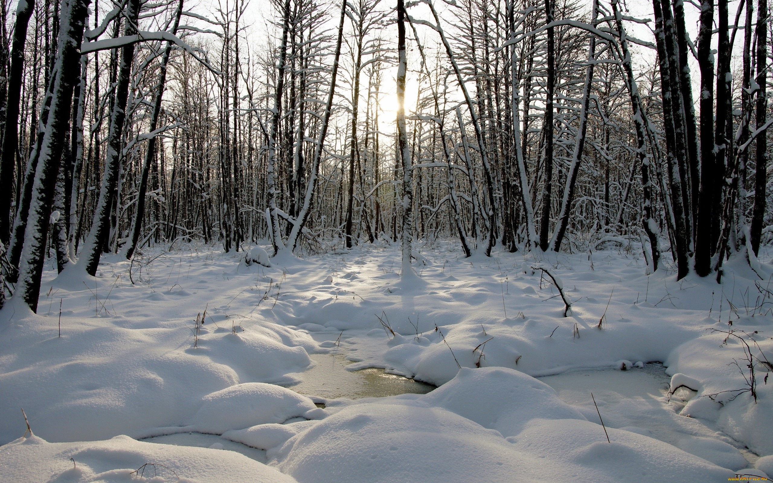 природа, зима, снег, деревья