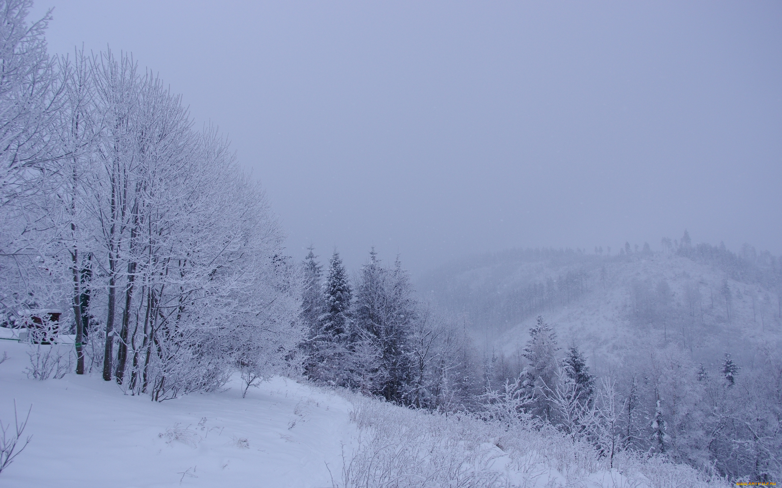 природа, зима, снег, деревья