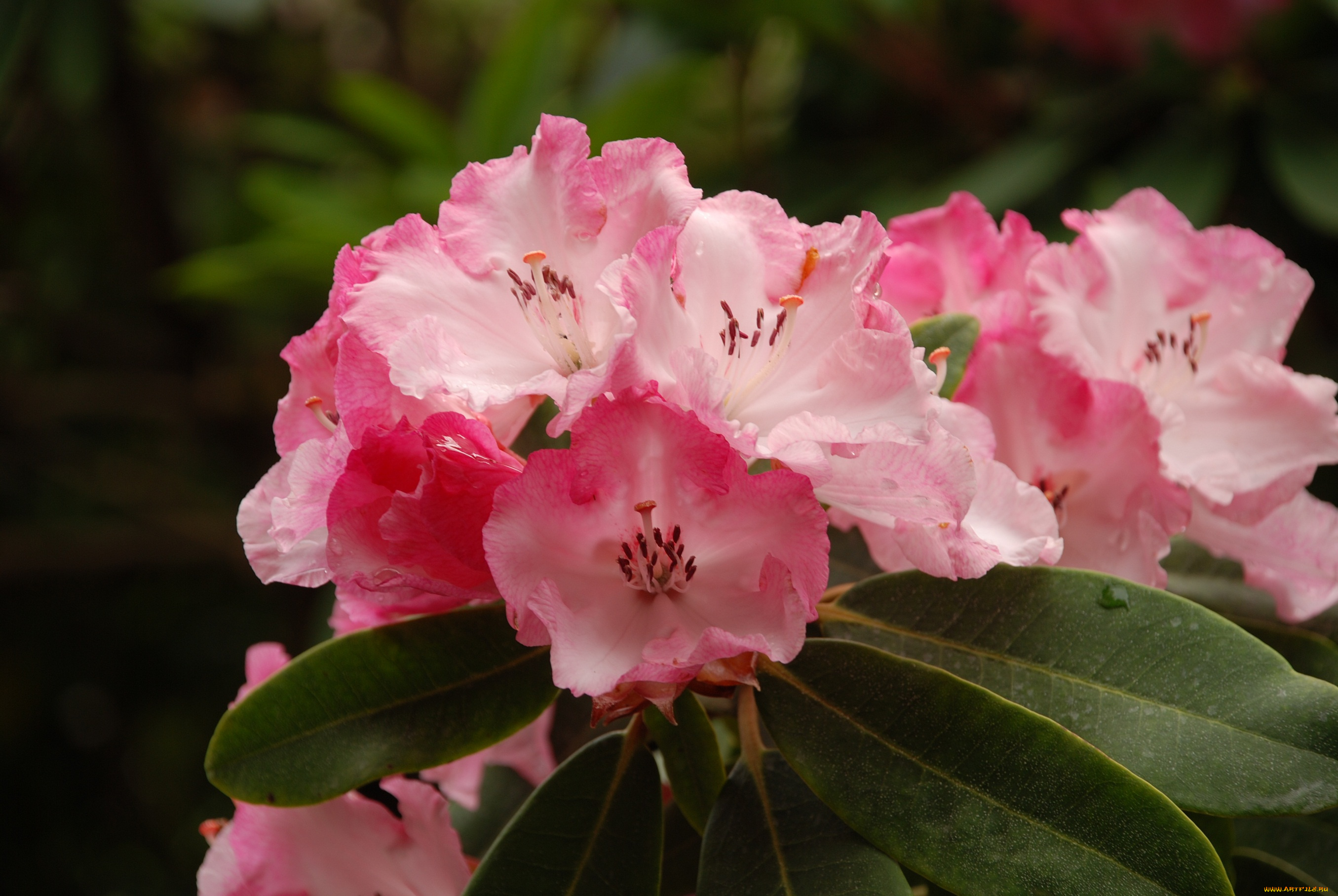 цветы, рододендроны, , азалии, цветки, лепестки, цветение, розовая, азалия, капли