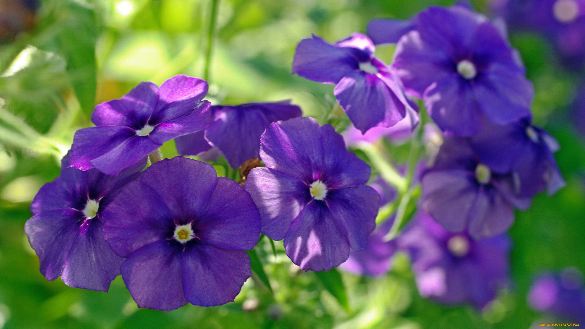 цветы, флоксы, фиолетовый, цвет, растения, природа, множество, однолетники, лето, красота, август, дача, флора