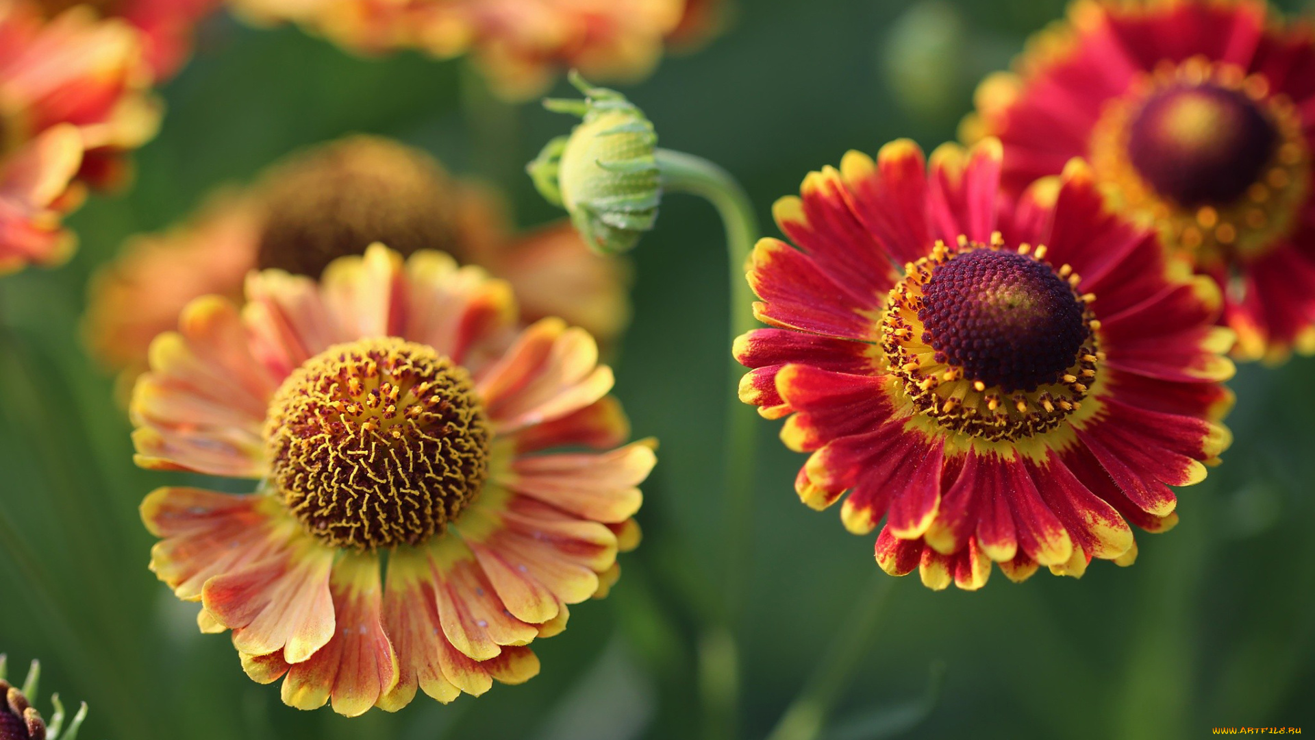 цветы, гелениум, макро