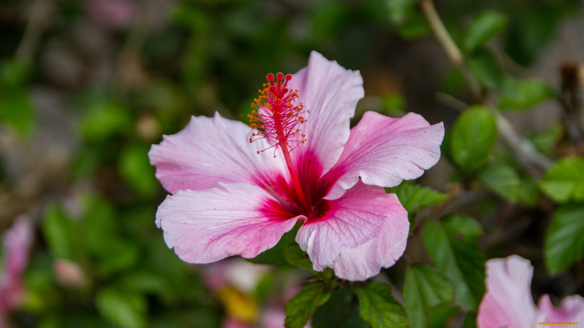 цветы, гибискусы, макро